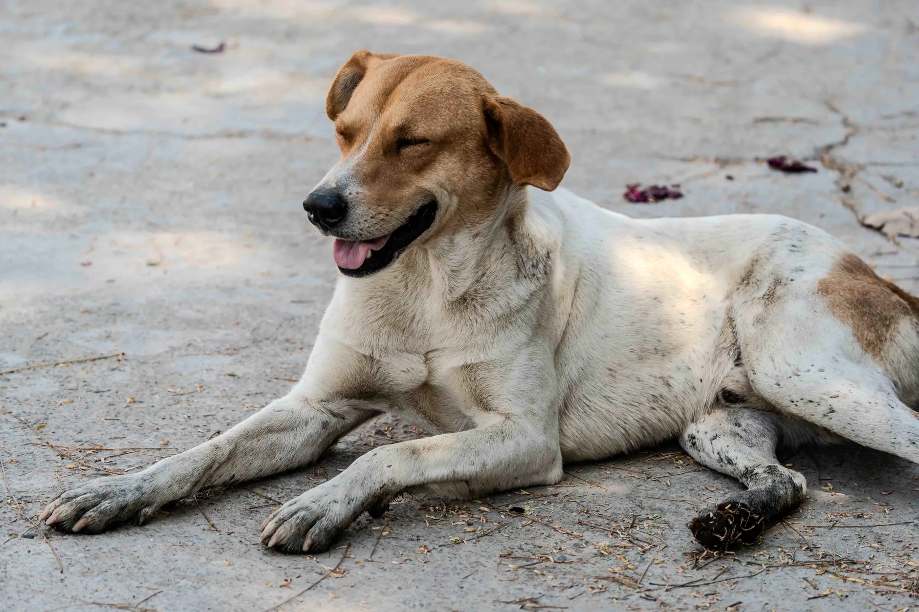 A happy brown and white dog lying on a sunny outdoor pavement, enjoying the day.