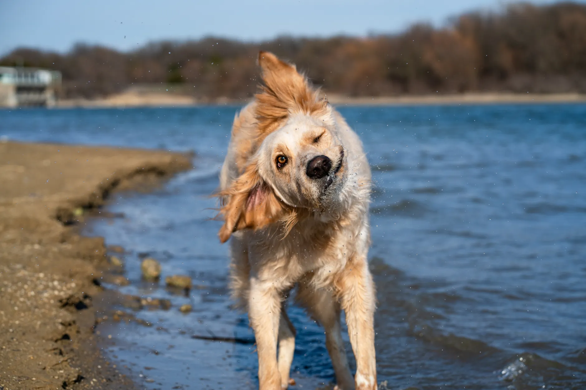 A playful golden retriever shaking off water at a lakeside on a sunny day.