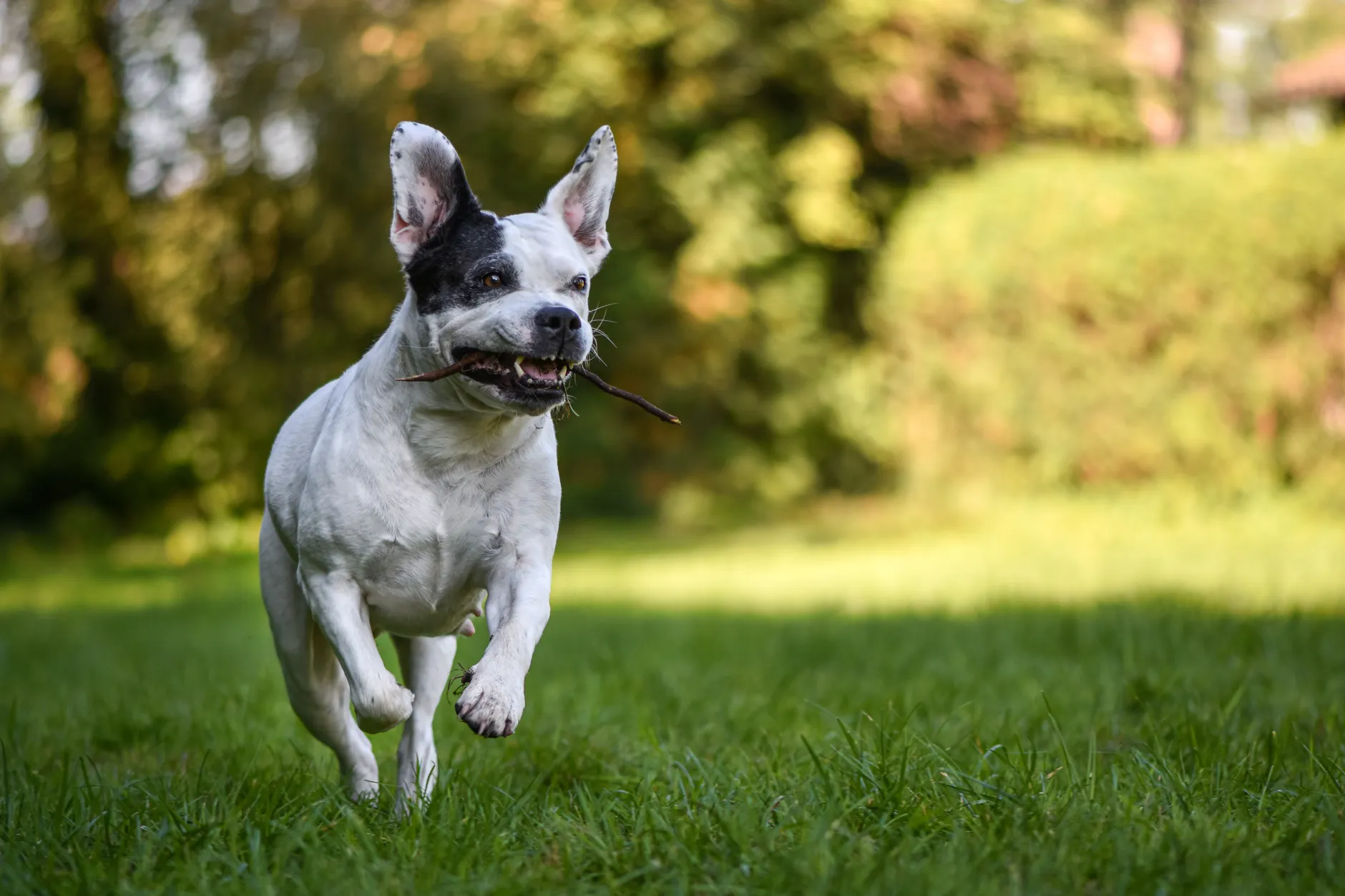 Energetic dog joyfully running with a stick in a sunny park.