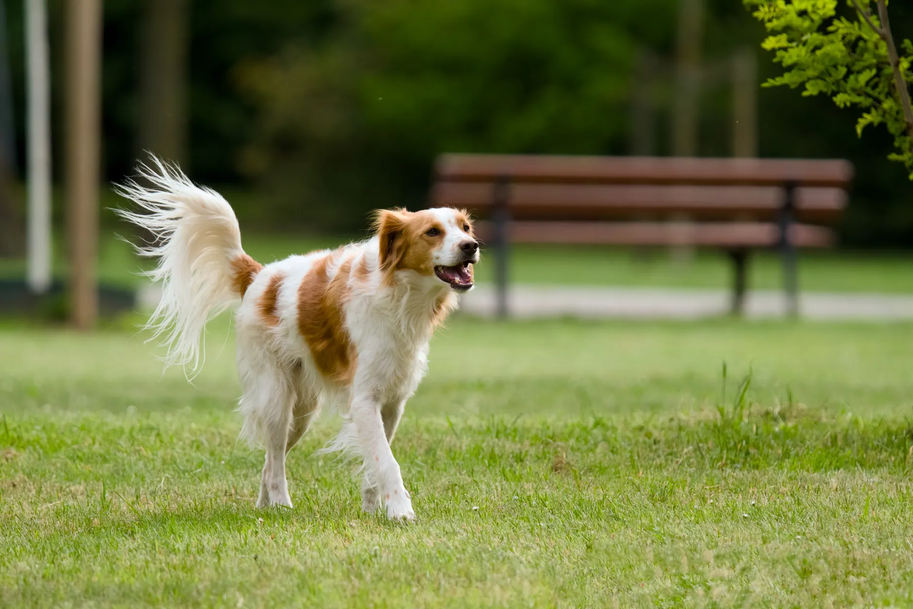 Active Golden Retriever running happily in a sunny park with green grass.