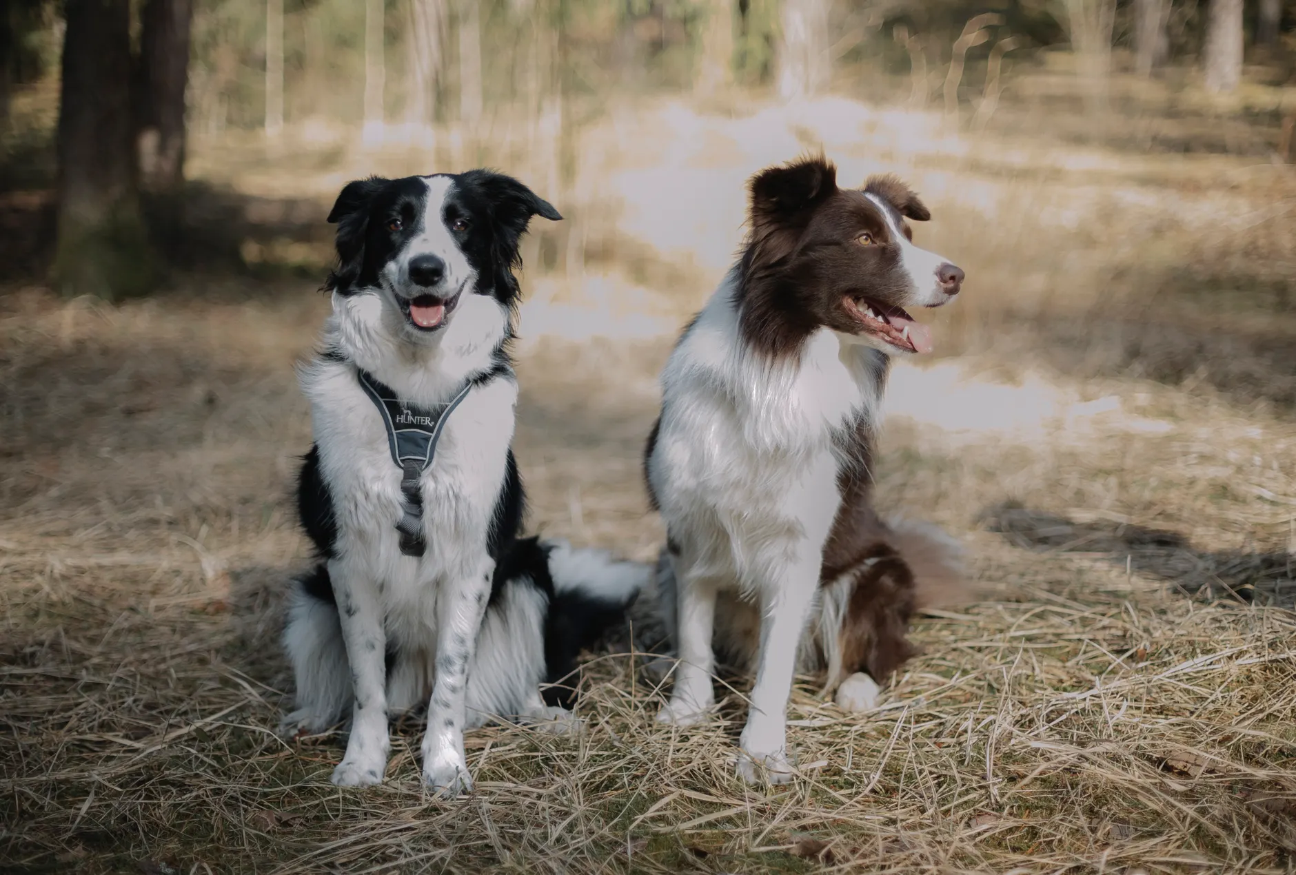 Two Border Collies sitting in a sunlit park capturing the essence of companionship.