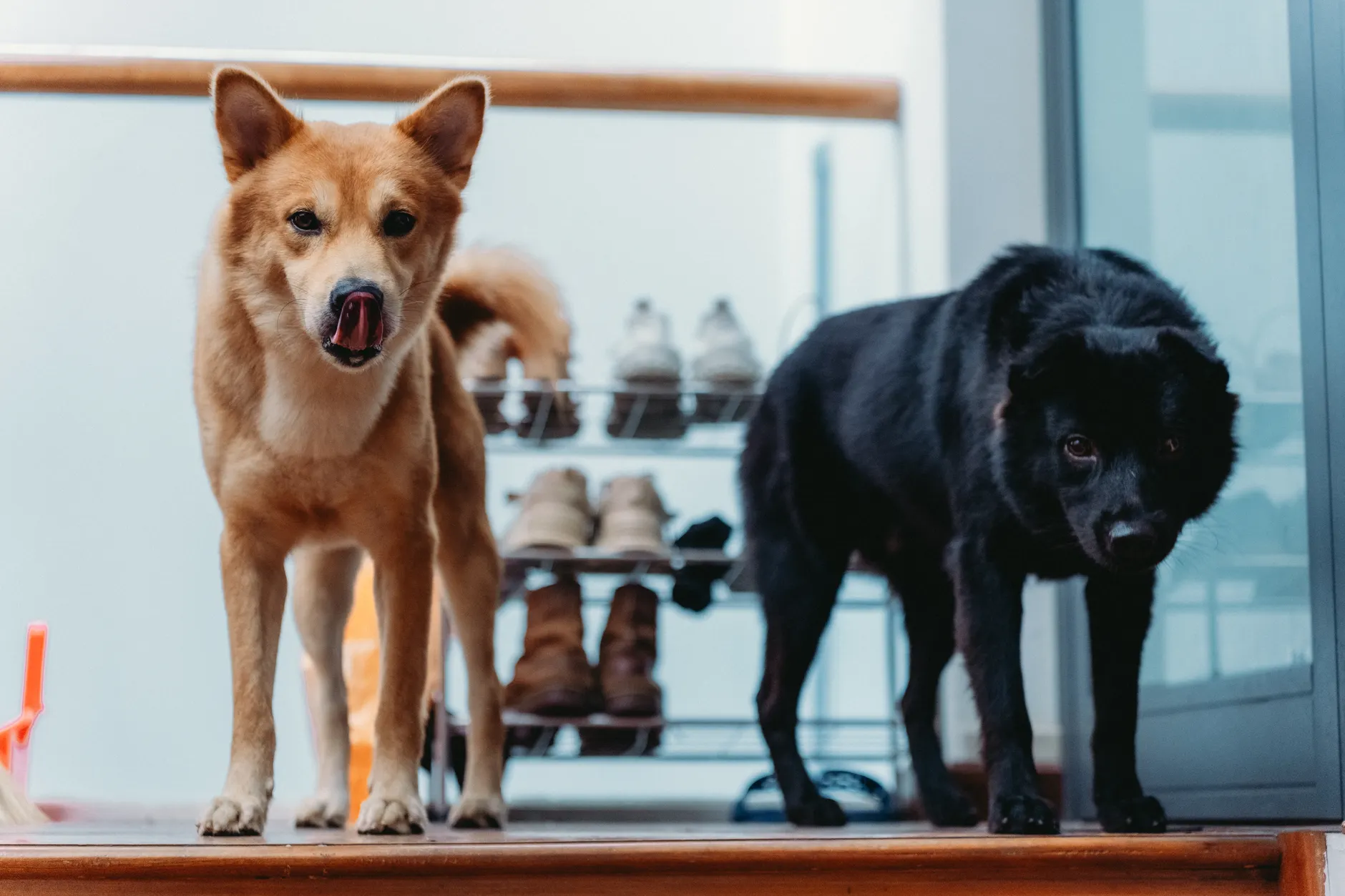 Two dogs, one brown and one black, standing indoors near a shoe rack. Perfect for pet-related themes.