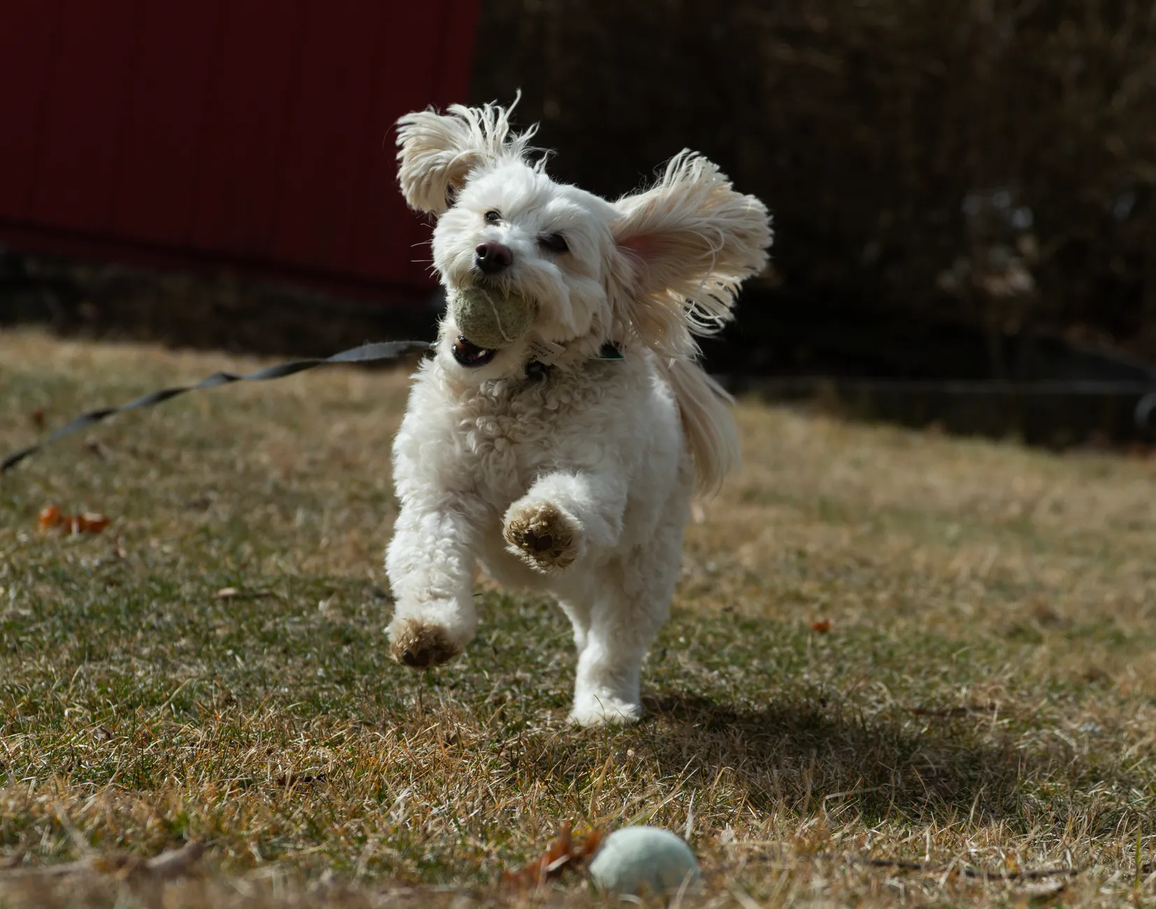 Adorable white dog joyfully running with a tennis ball in its mouth across a grassy field.