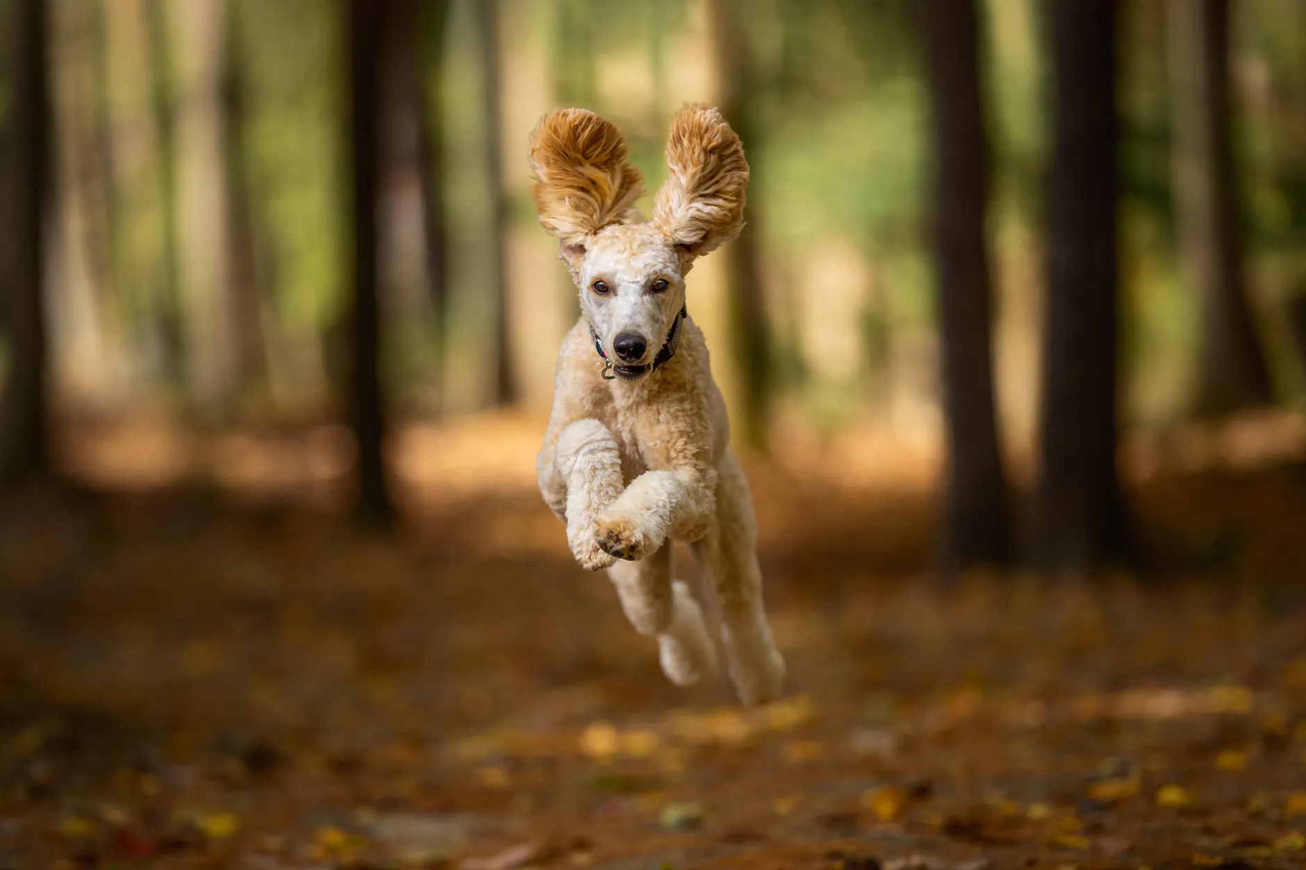 A lively poodle with flowing ears runs through a colorful autumn forest.