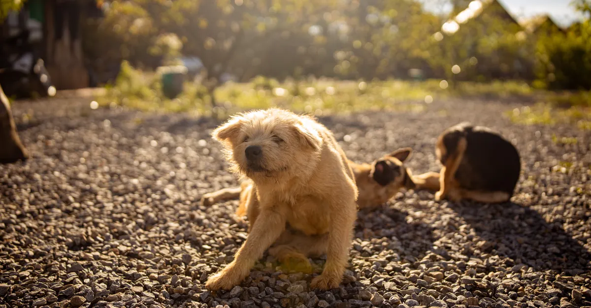Three dogs relaxing and playing on a sunlit, pebble-covered outdoor path, capturing a warm moment.