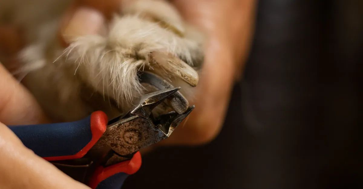 Detailed close-up of a dog's nail being trimmed with clippers.