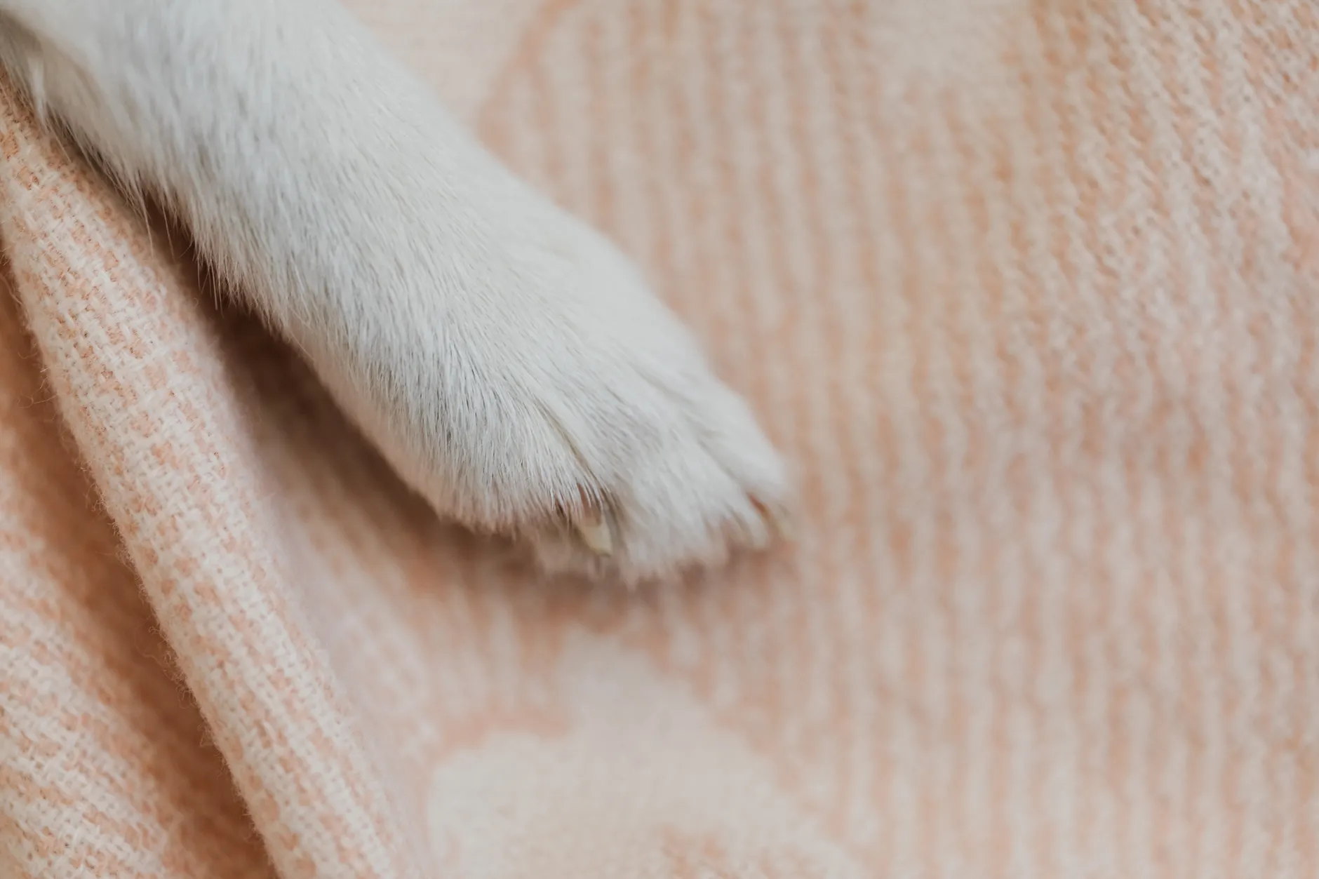 A cute close-up of a white dog's paw resting on a soft beige blanket, capturing texture.