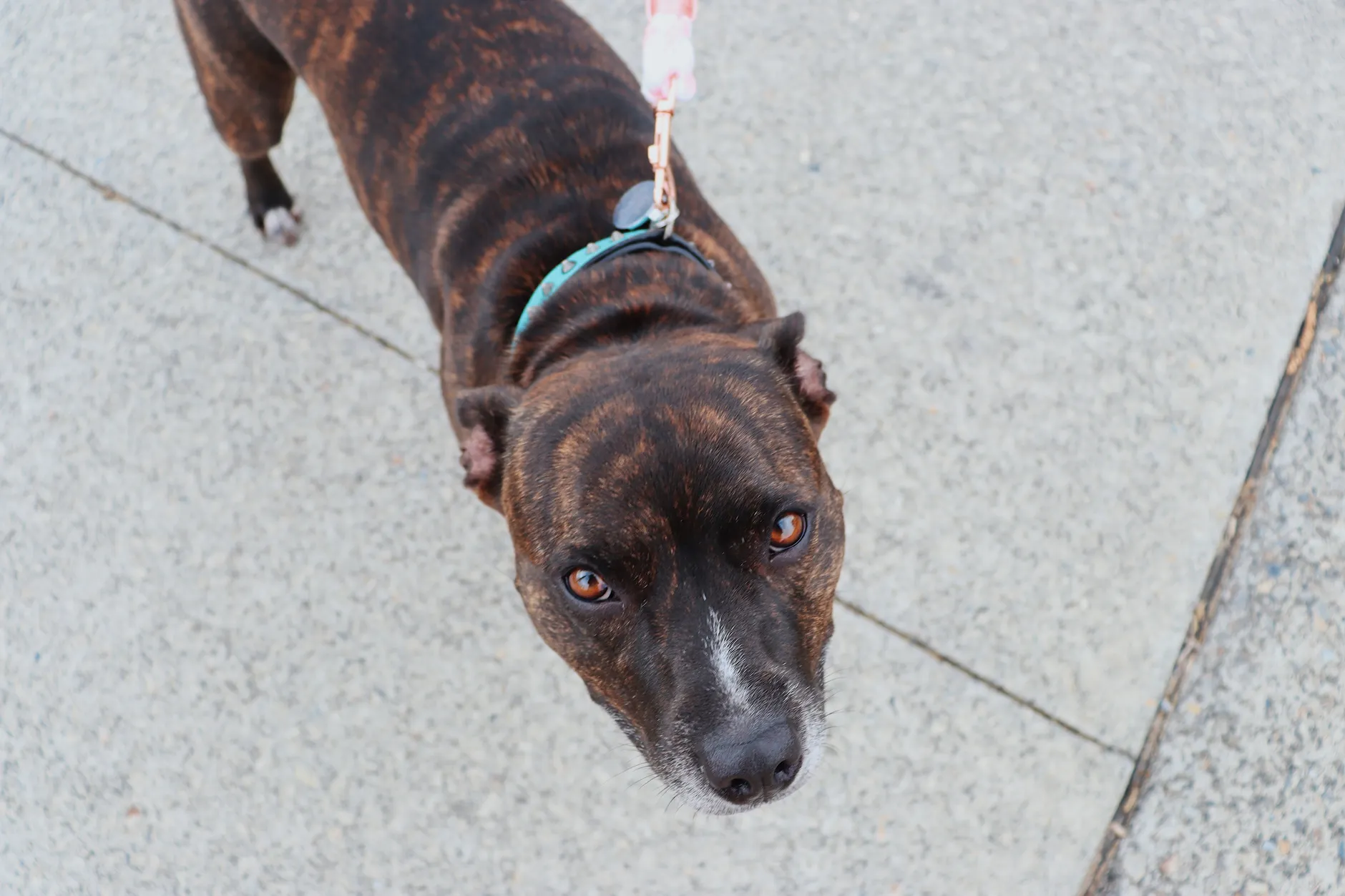 Brown dog on a leash looking curiously at the camera on a paved path.