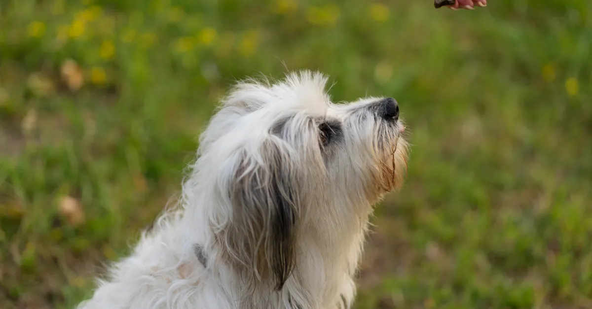 Close-up of a Polish Lowland Sheepdog eagerly awaiting a treat in a vibrant green field.