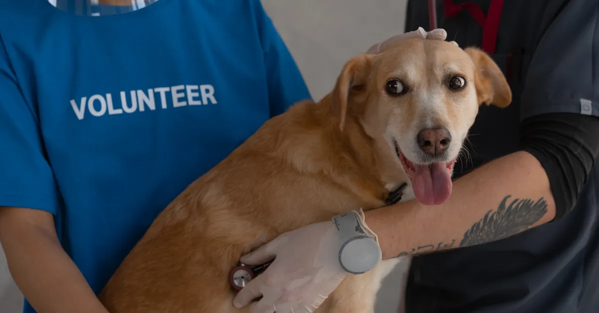 A veterinarian and volunteer examine a happy dog with a stethoscope.