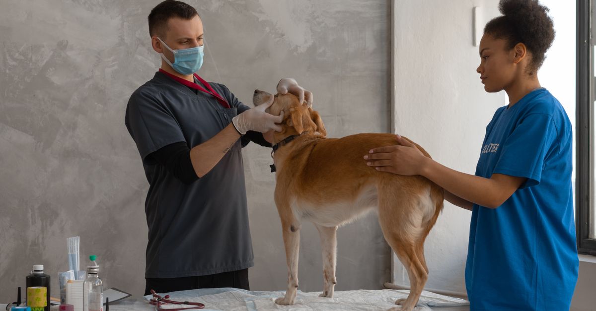 Veterinarian examines a dog assisted by a professional in a clinic setting.