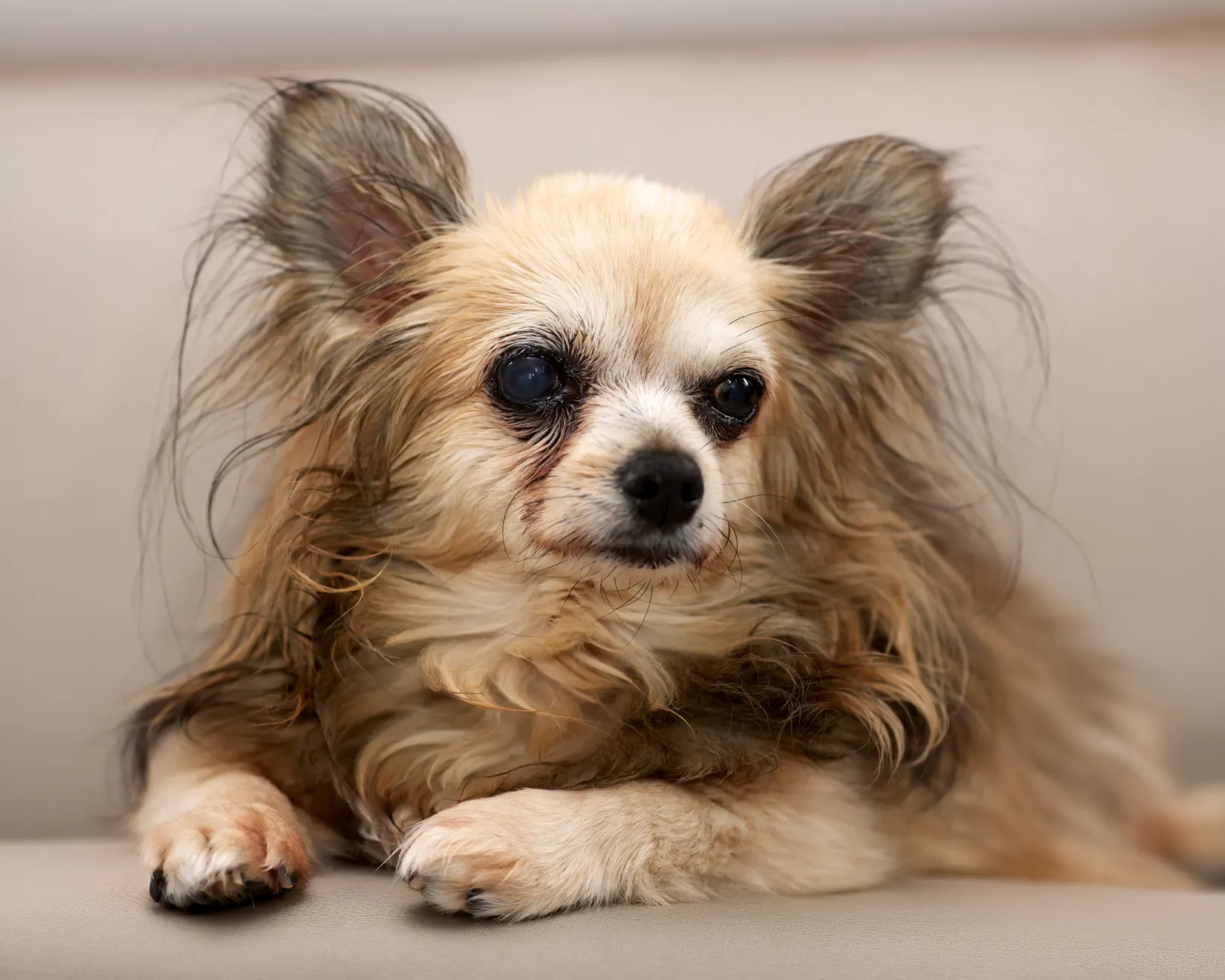 A senior long-haired chihuahua relaxes on a sofa, showing its gentle nature and fluffy appearance.