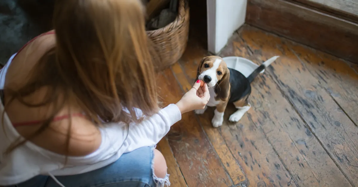 A young woman feeds a beagle puppy indoors, showcasing companionship and care.