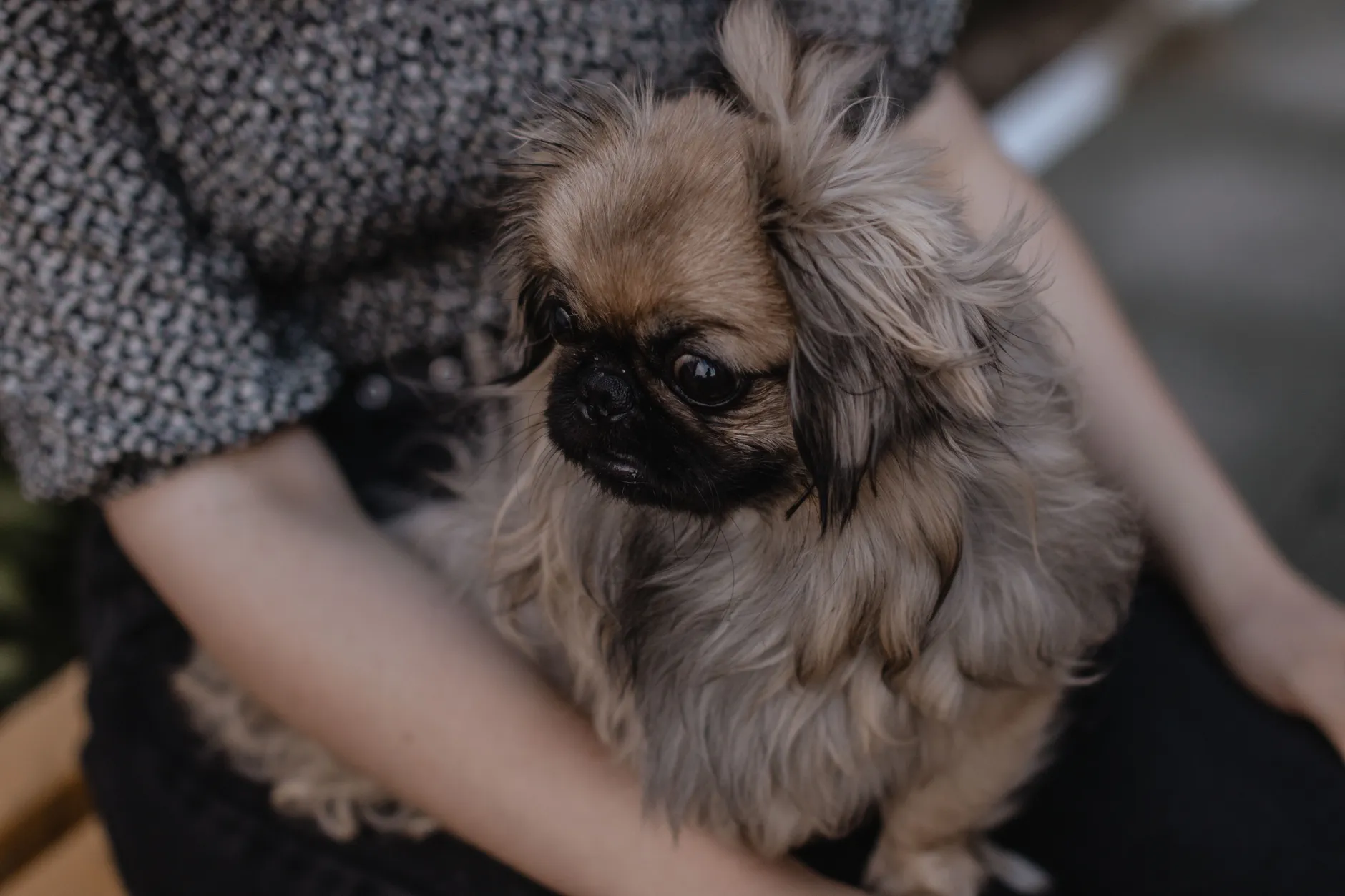 A close-up of a fluffy Pekingese dog sitting on its owner's lap outdoors.