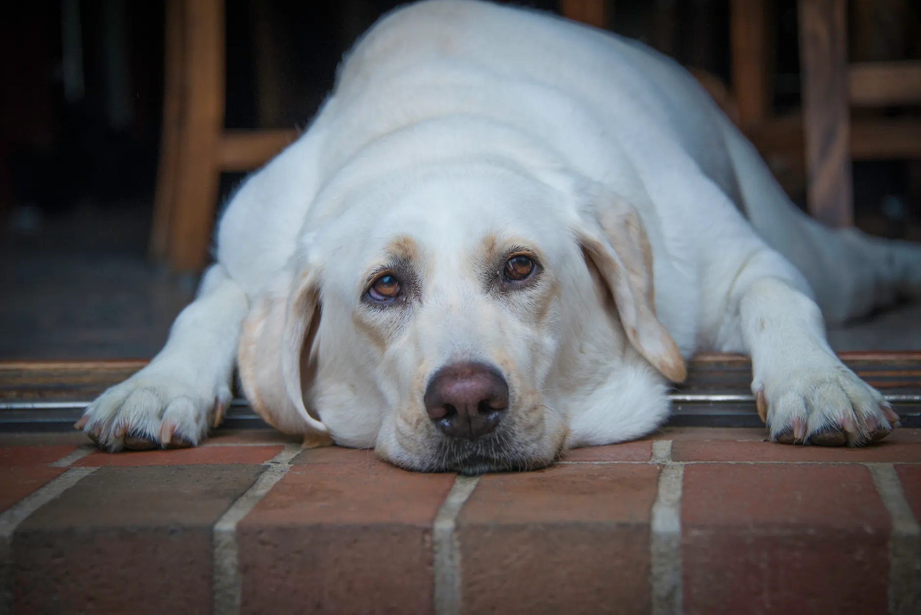Close-up of a peaceful Labrador Retriever resting on a brick floor, showcasing its adorable face.