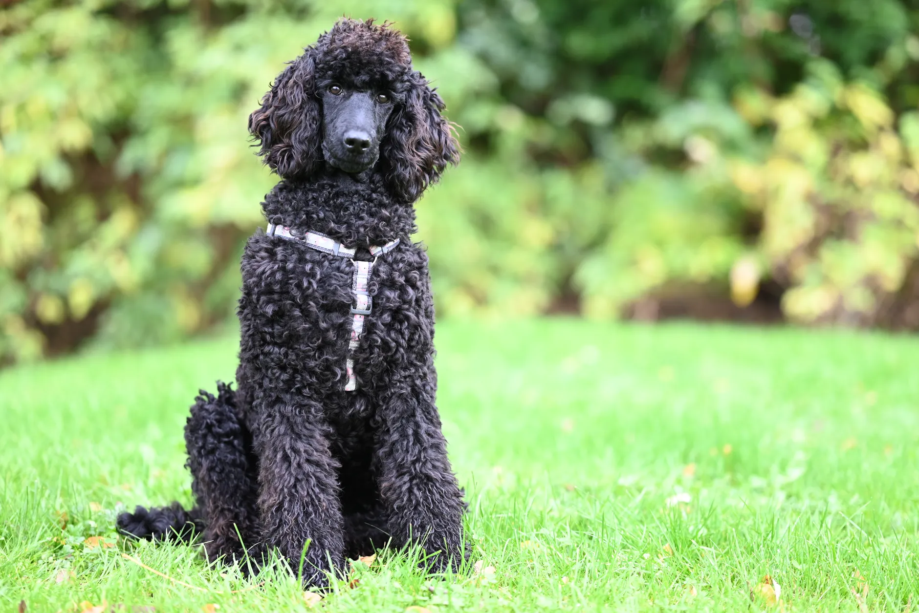 Beautiful black poodle dog with curly fur sitting on a green lawn in a garden.