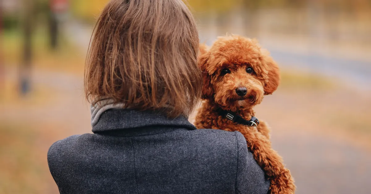 Woman holding a cute brown poodle in an autumn park, showcasing warmth and companionship.
