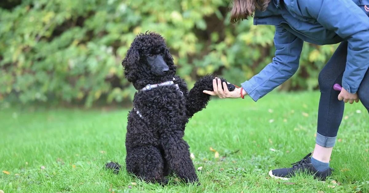 A black poodle dog shakes hands with its owner on a grassy field, showcasing a training moment.