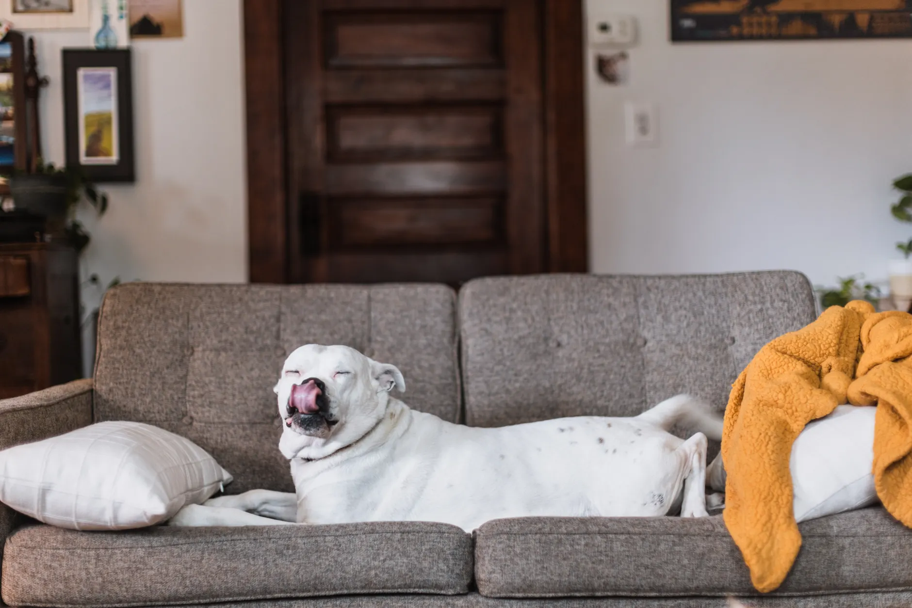 A white dog lounging on a gray sofa in a living room with tongue out, looking relaxed.