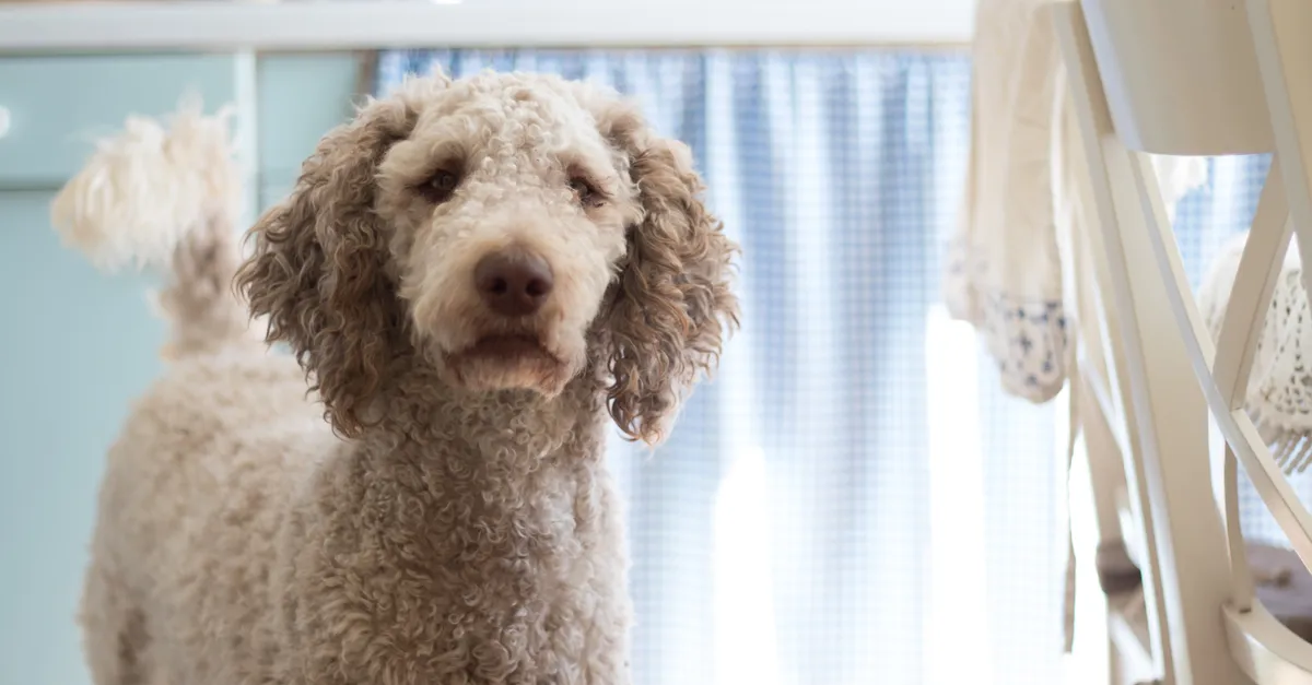 A curly-haired poodle stands attentively in a bright, cozy kitchen.