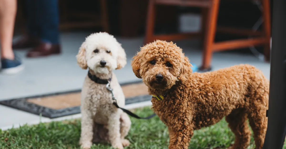 Two adorable poodles enjoying the outdoors in Maitland, NSW, Australia.