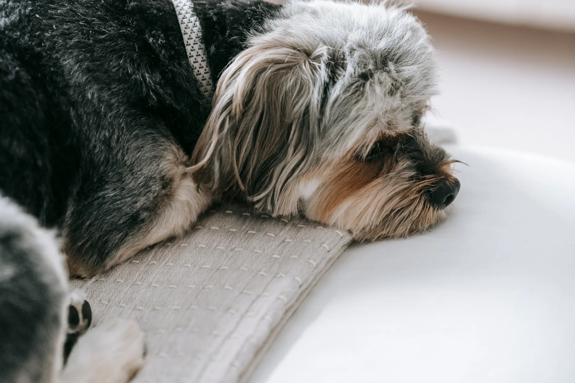 From above of adorable lazy Yorkshire Terrier dog lying on comfortable white sofa in daylight at home