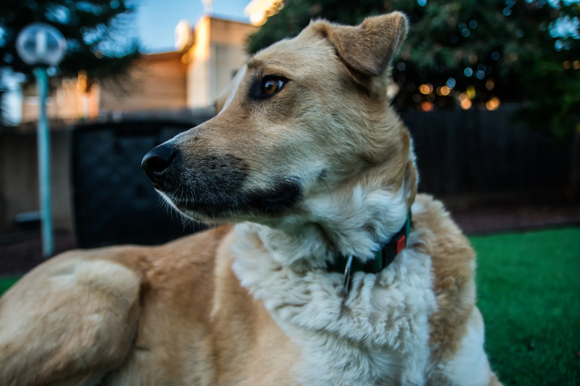 Close-up portrait of a dog with fluffy fur lounging outdoors.