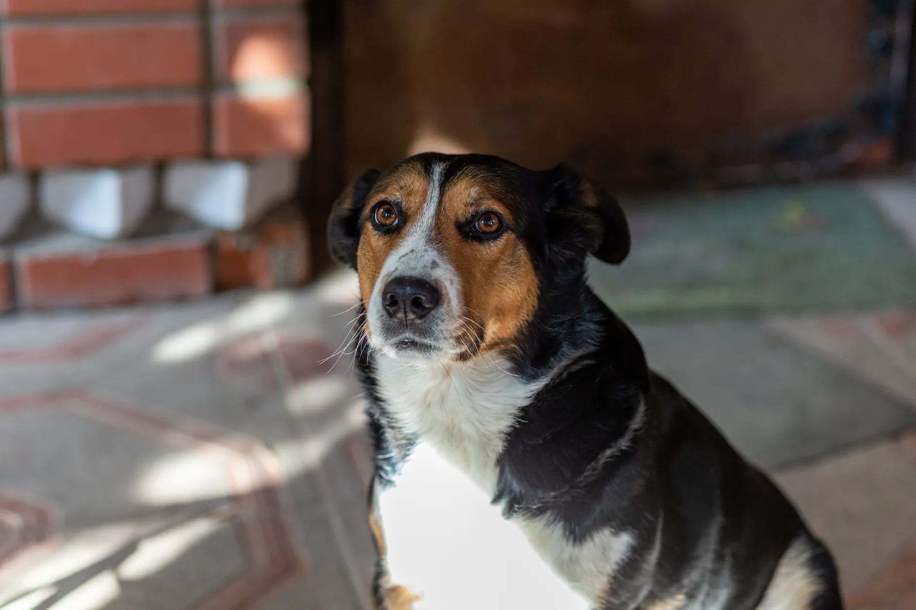A close-up portrait of a beagle mix dog sitting indoors, showcasing its expressive eyes.