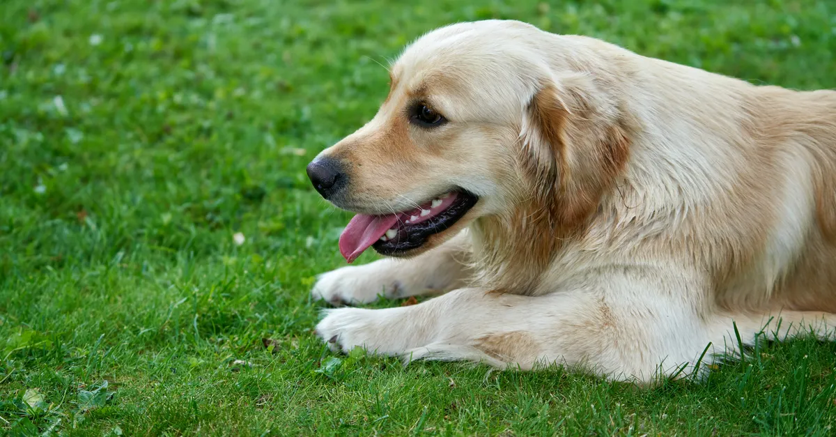 Golden Retriever dog lying on lush green grass with tongue out, showcasing its playful and relaxed nature.