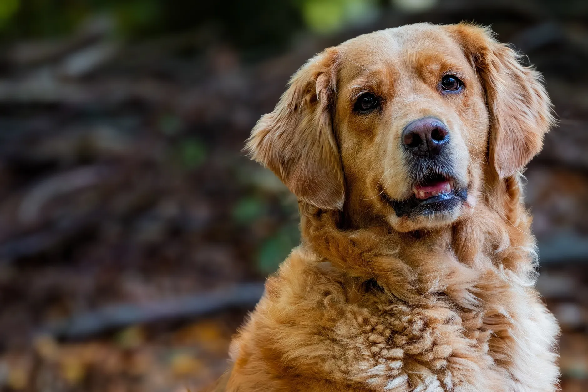 Gentle golden retriever dog with long fur in a natural outdoor setting.