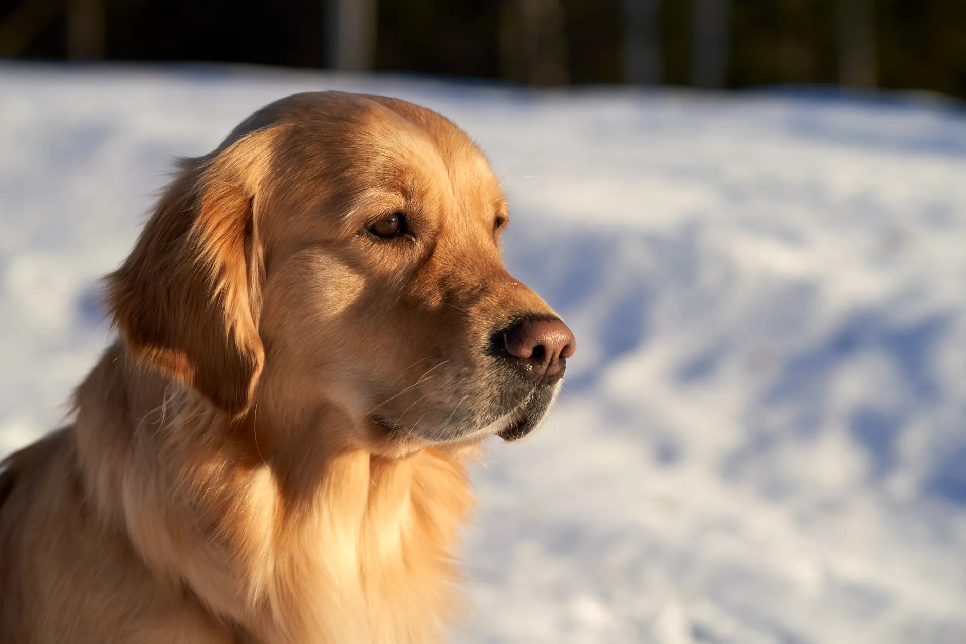 Golden retriever enjoying a sunny winter day outdoors.