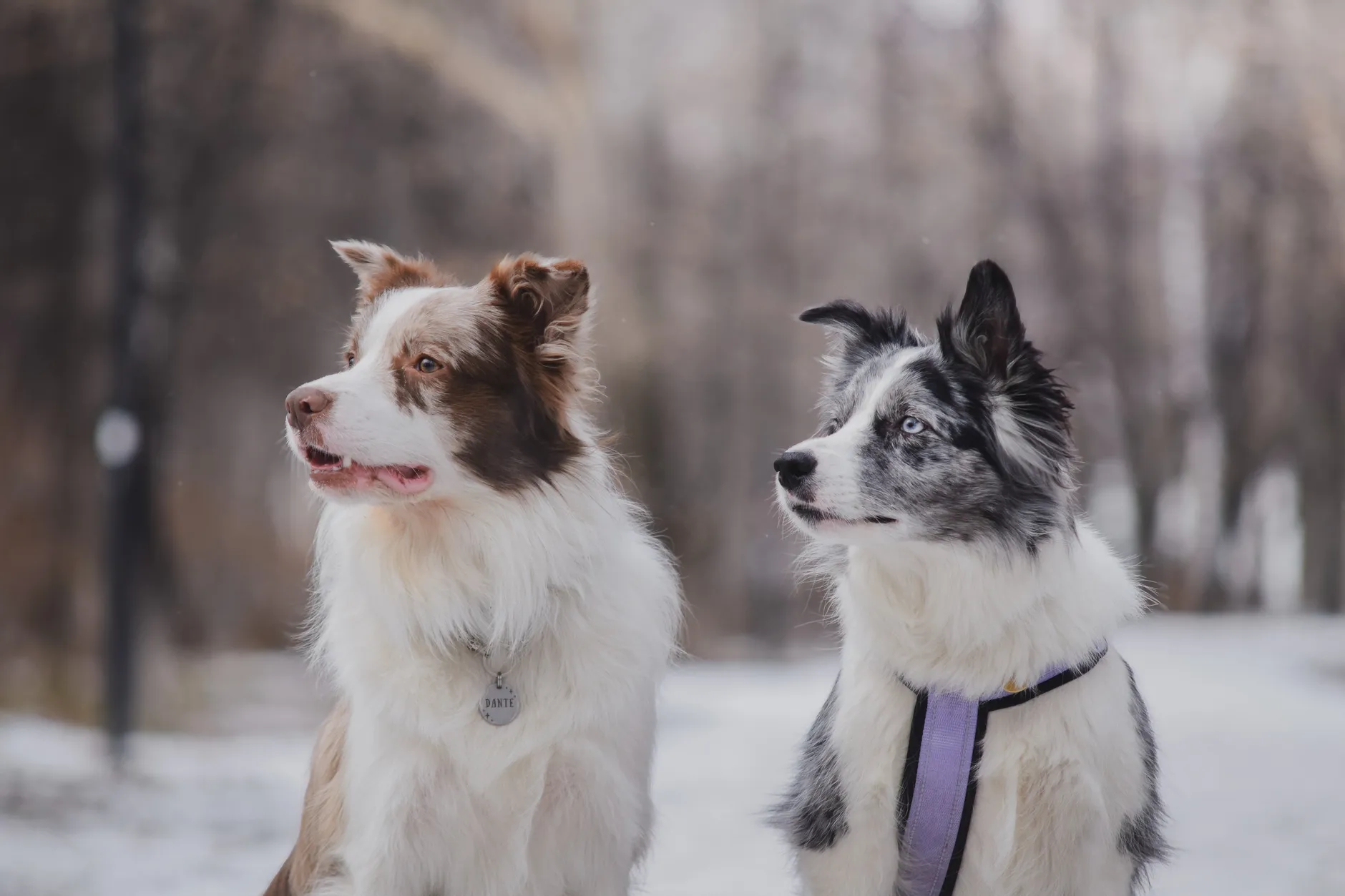 Portrait of two Border Collies in a snowy winter park.