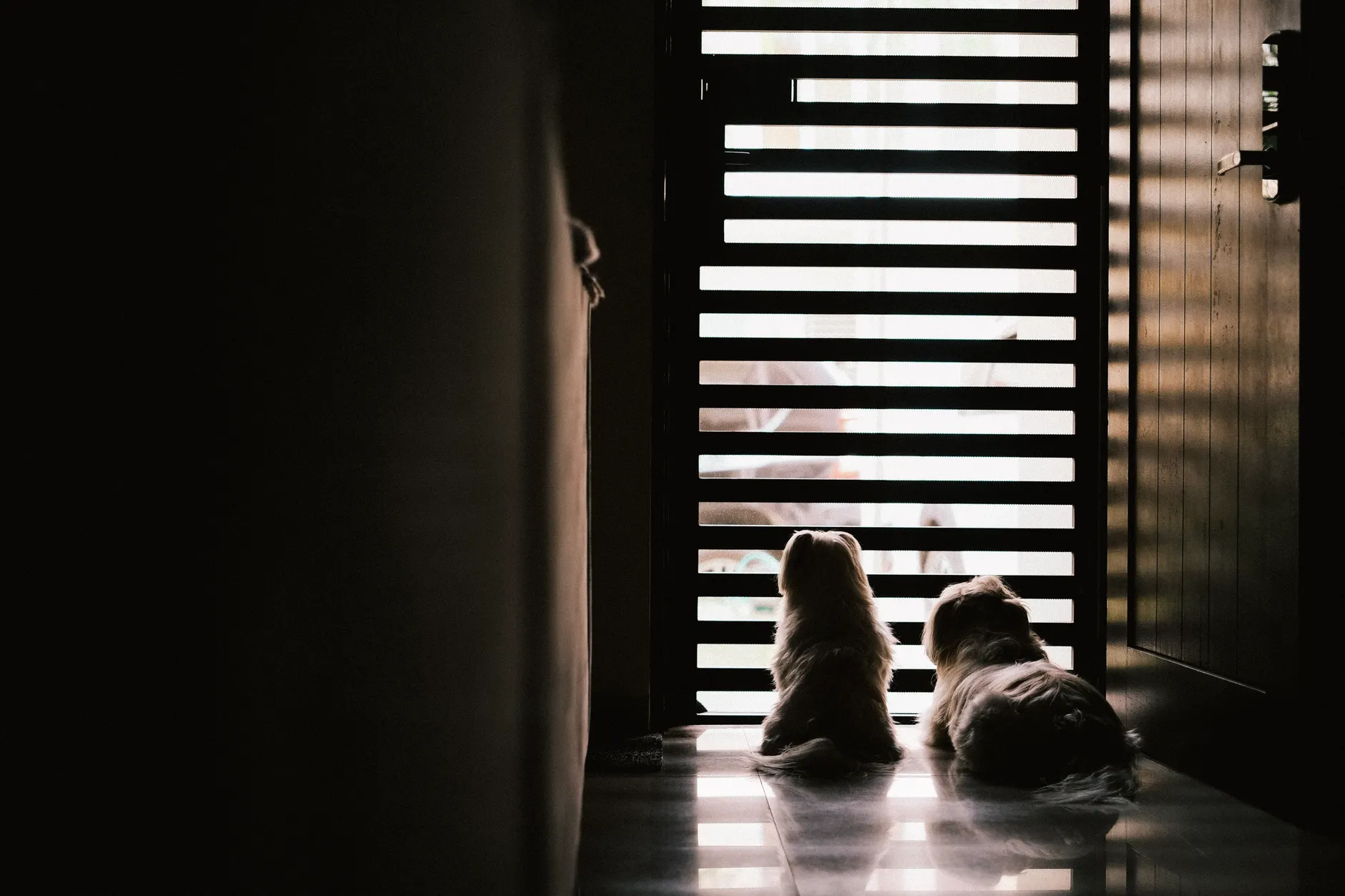 Two small dogs sit in silhouette, gazing through a slatted door with soft ambient lighting.