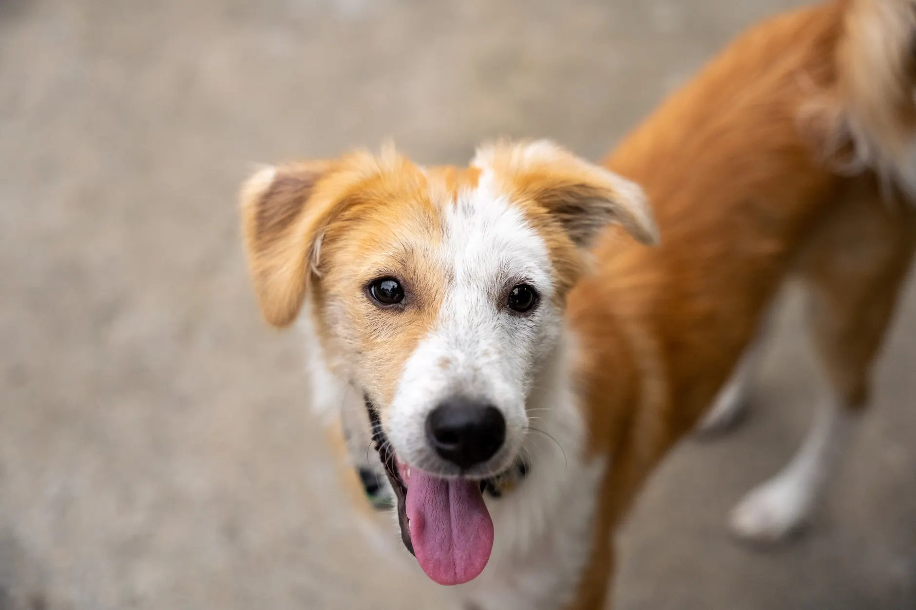 Playful dog with tongue out, standing on a sunny outdoor surface.
