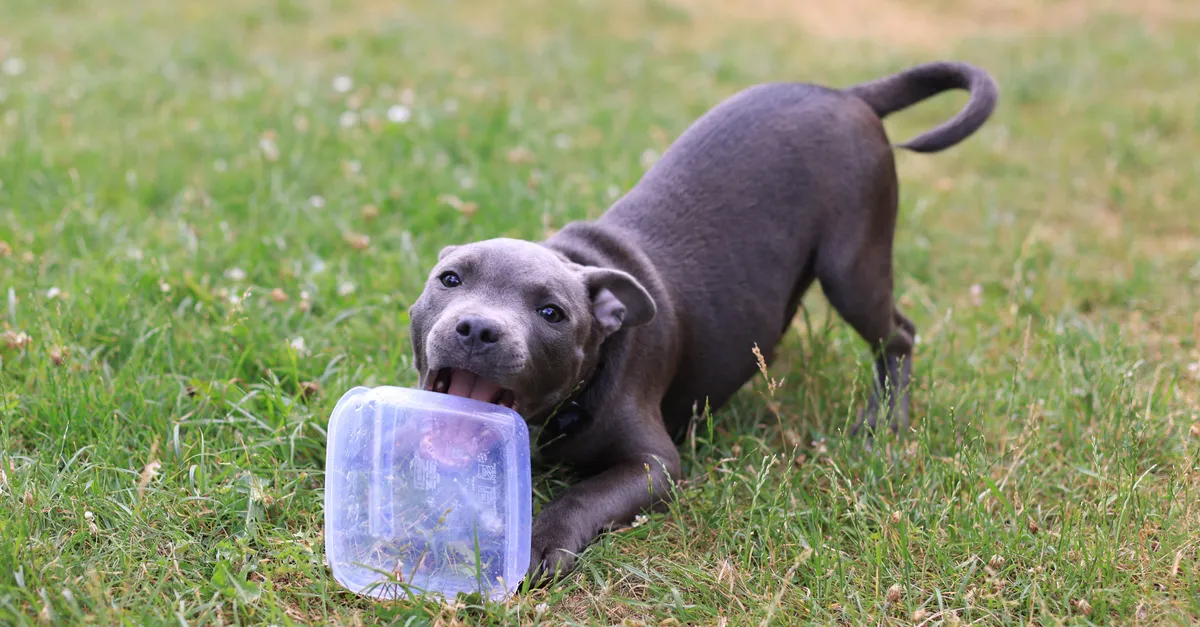 Cute Staffordshire Bull Terrier puppy biting a Tupperware on a grassy field, showcasing playful behavior.
