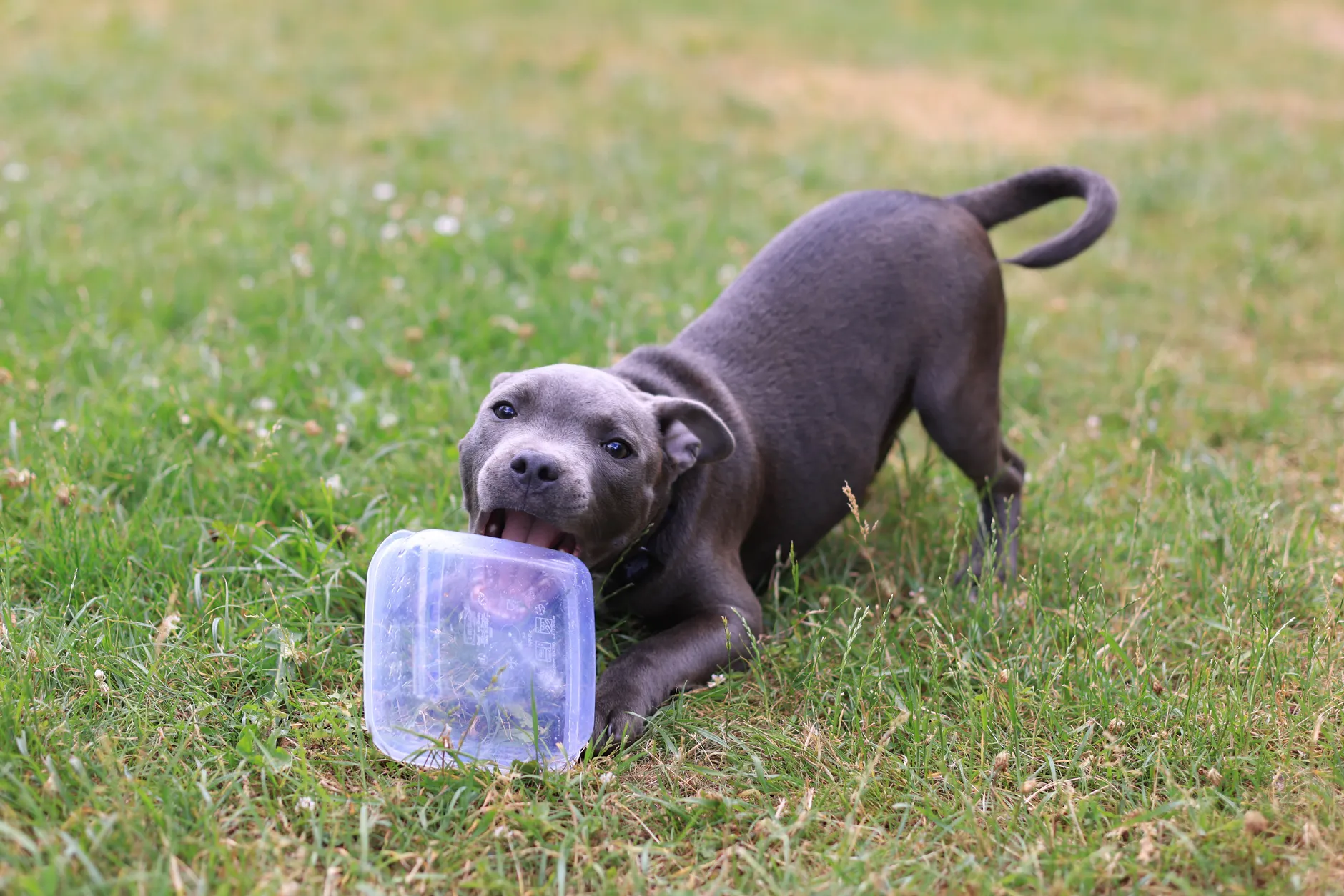 Cute Staffordshire Bull Terrier puppy biting a Tupperware on a grassy field, showcasing playful behavior.