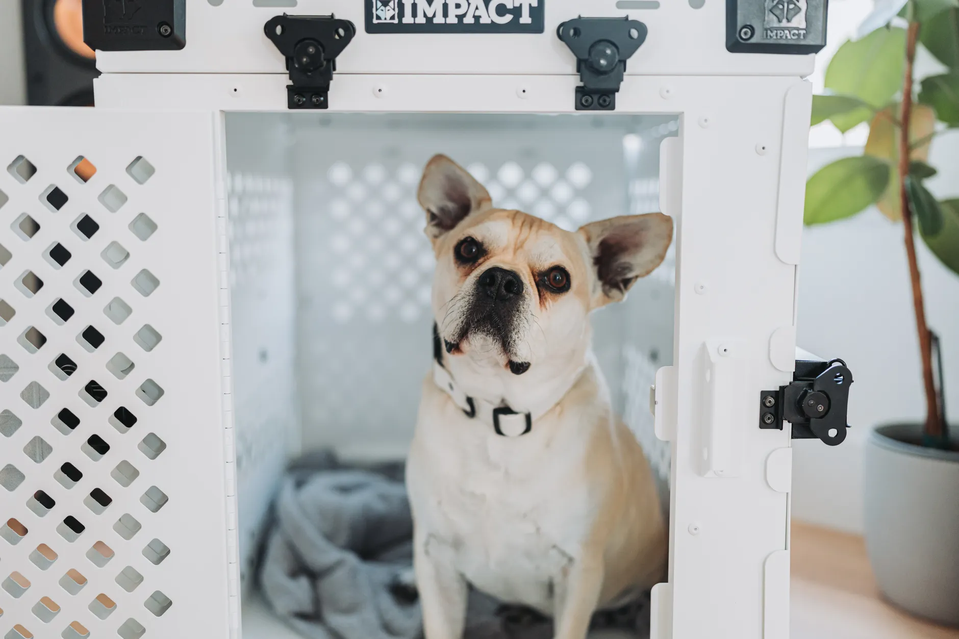 French Bulldog inside Impact dog crate for safe home pet care.