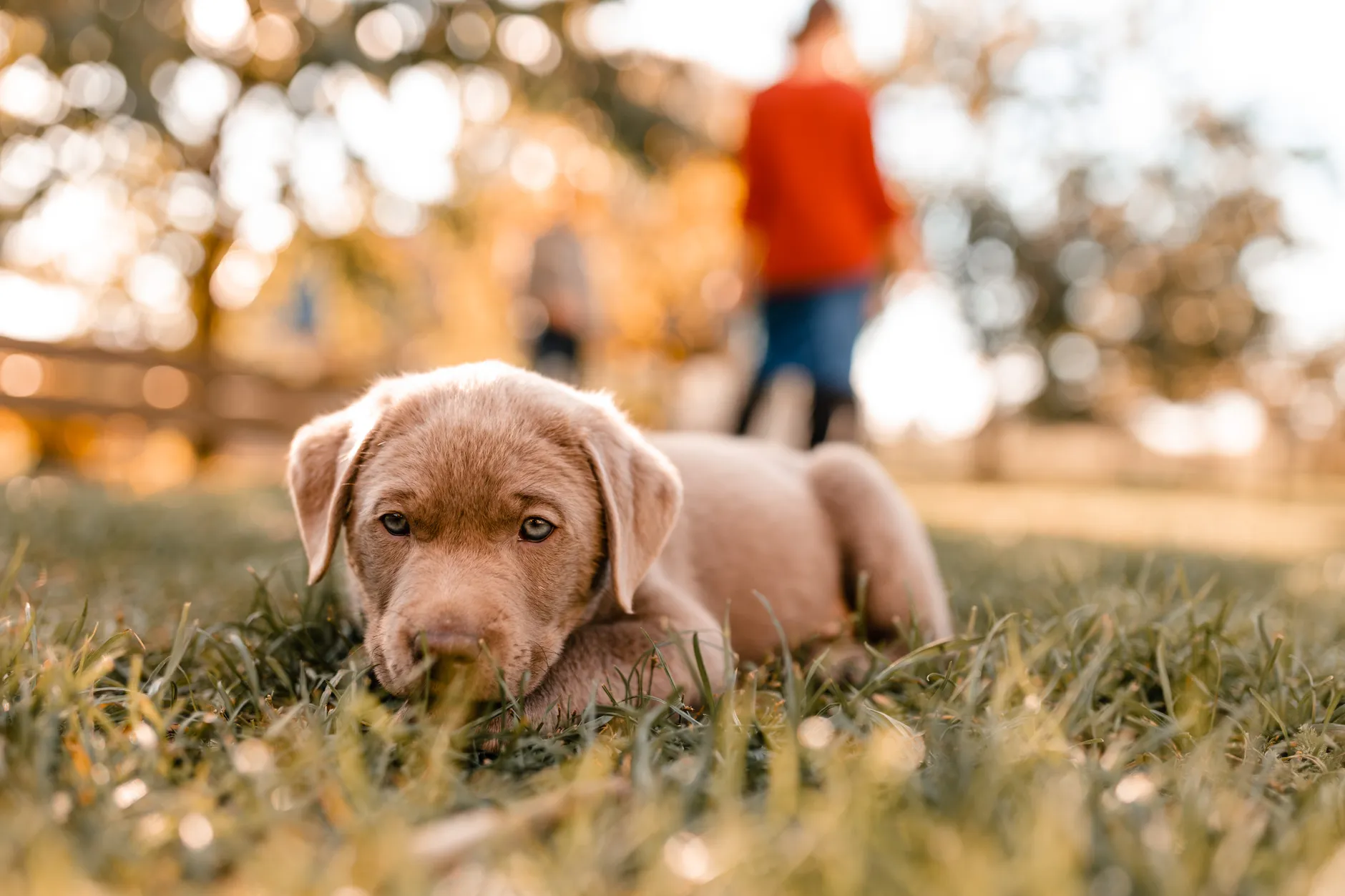 Close-up of a puppy lying on grass in a sunlit park with blurred people in the background.