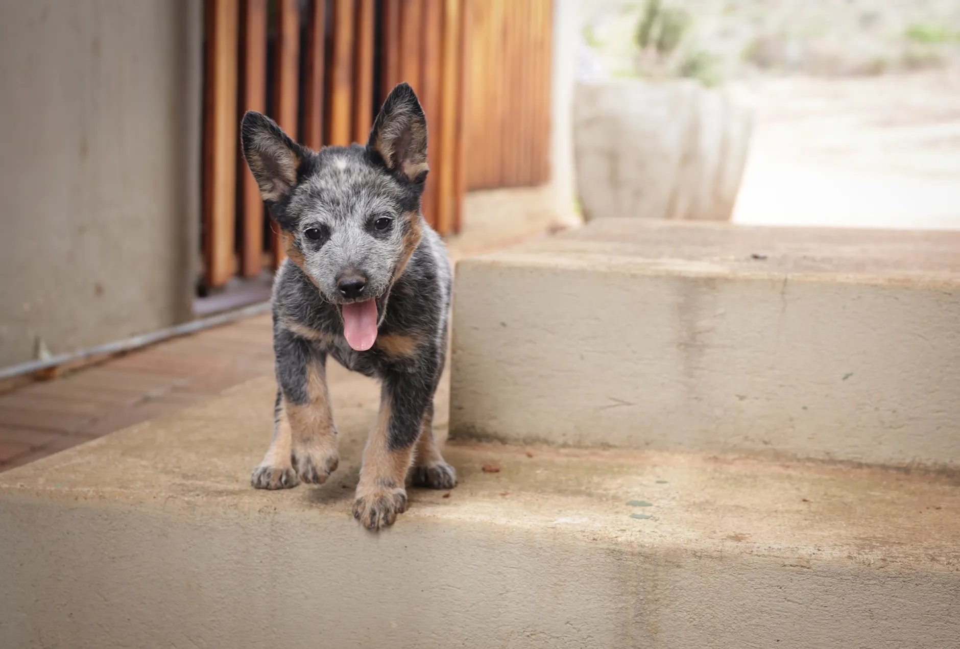 Cute blue heeler puppy standing on porch steps with mouth open, looking playful.