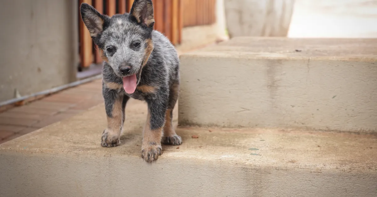 Cute Blue Heeler puppy standing on outdoor steps looking playful and curious.