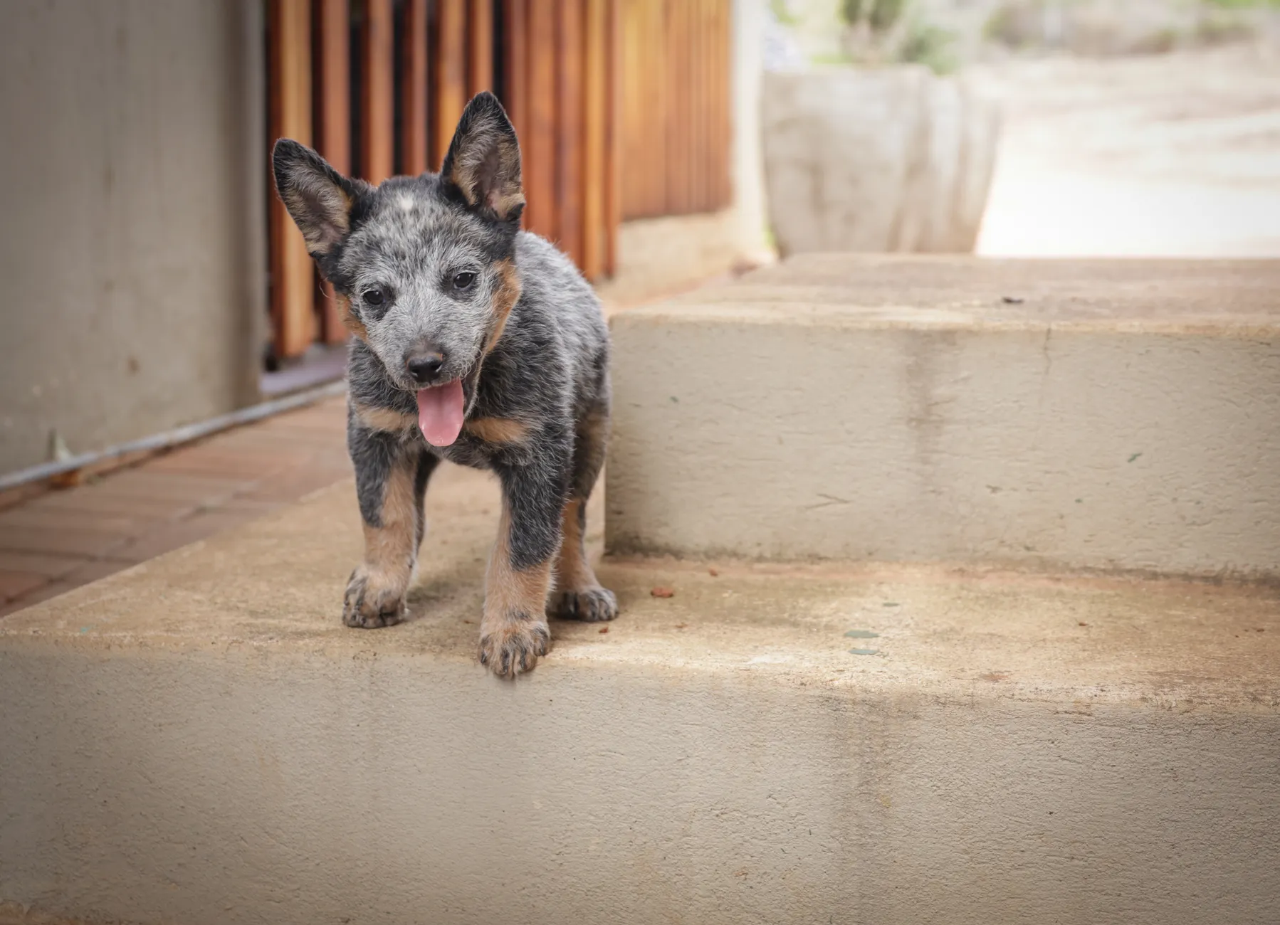 Cute Blue Heeler puppy standing on outdoor steps looking playful and curious.