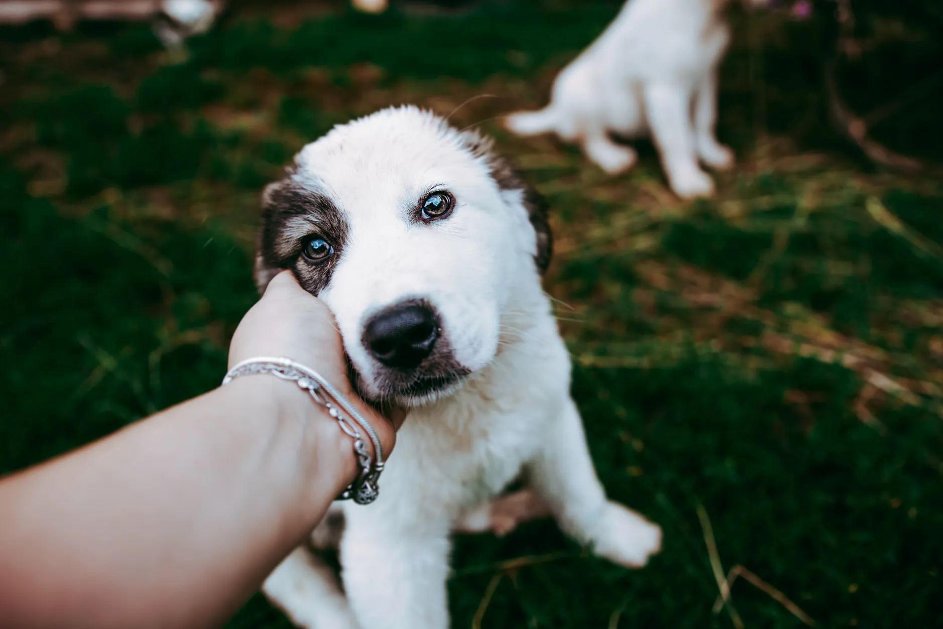A cute puppy being caressed outdoors, showcasing friendship and loyalty.