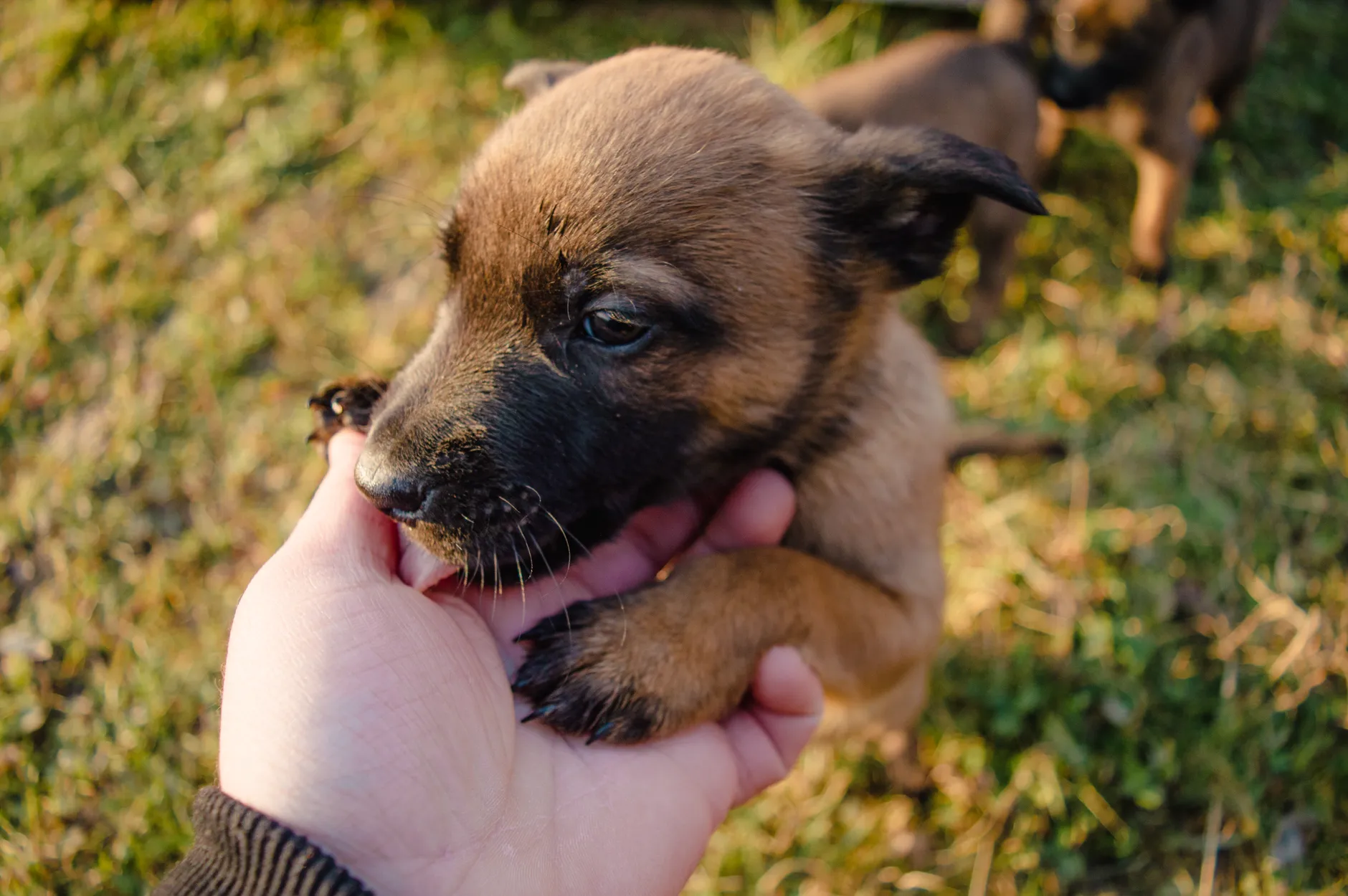 Cute brown puppy being gently held by a human hand in a grassy outdoor setting.