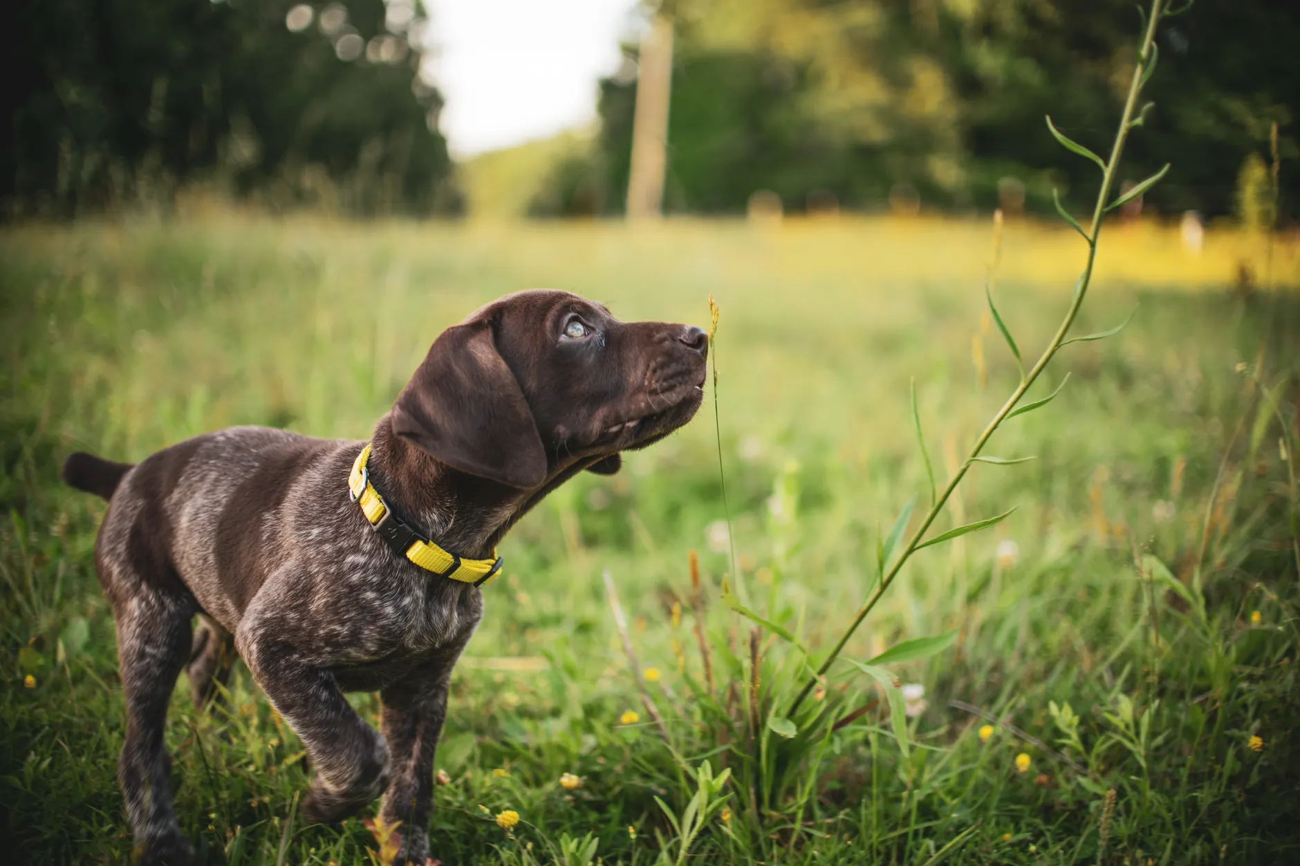 A playful puppy with a yellow collar enjoying a sunny day in a lush green field.