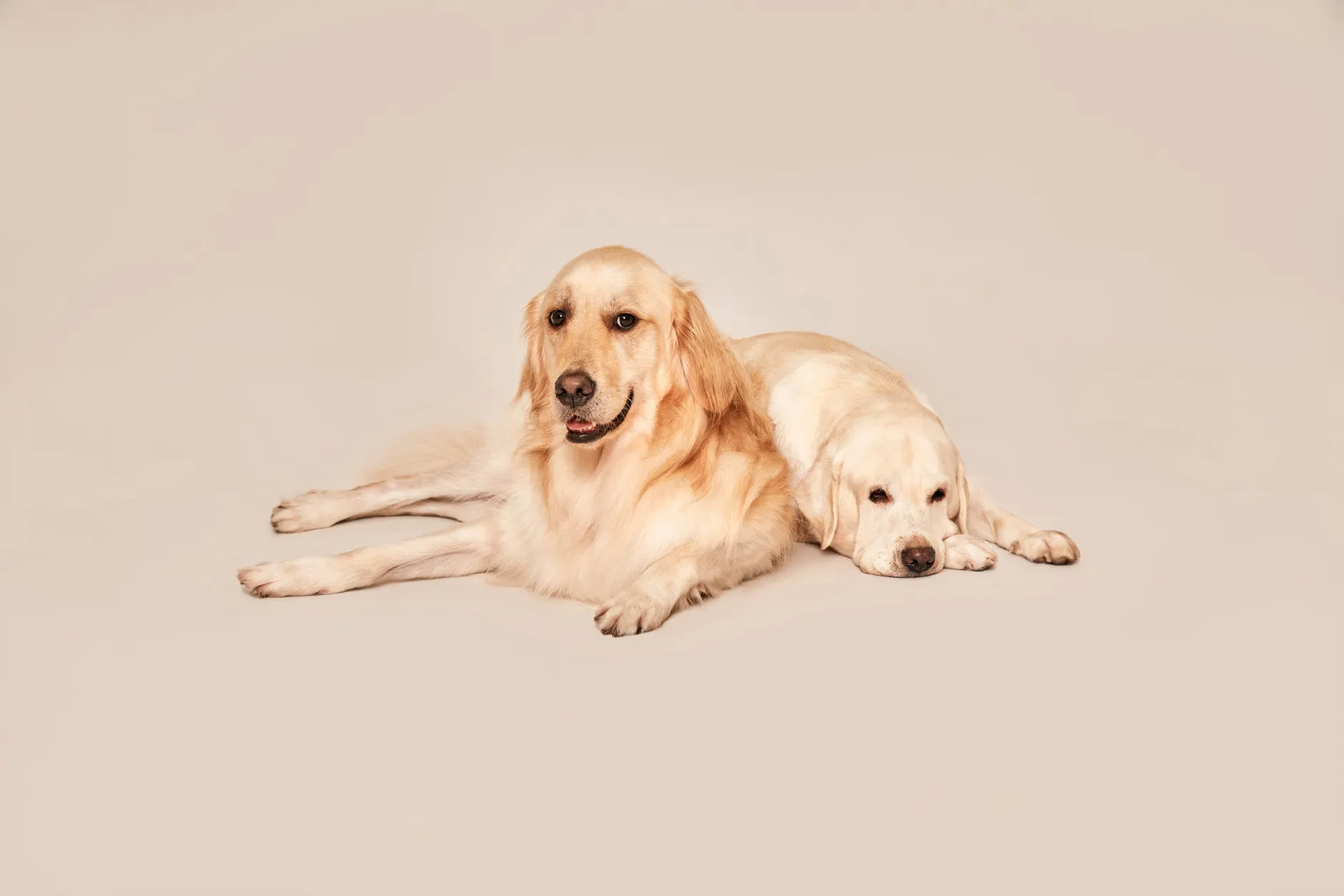 Charming golden retrievers lying on a soft-colored studio backdrop, showcasing comfort and companionship.