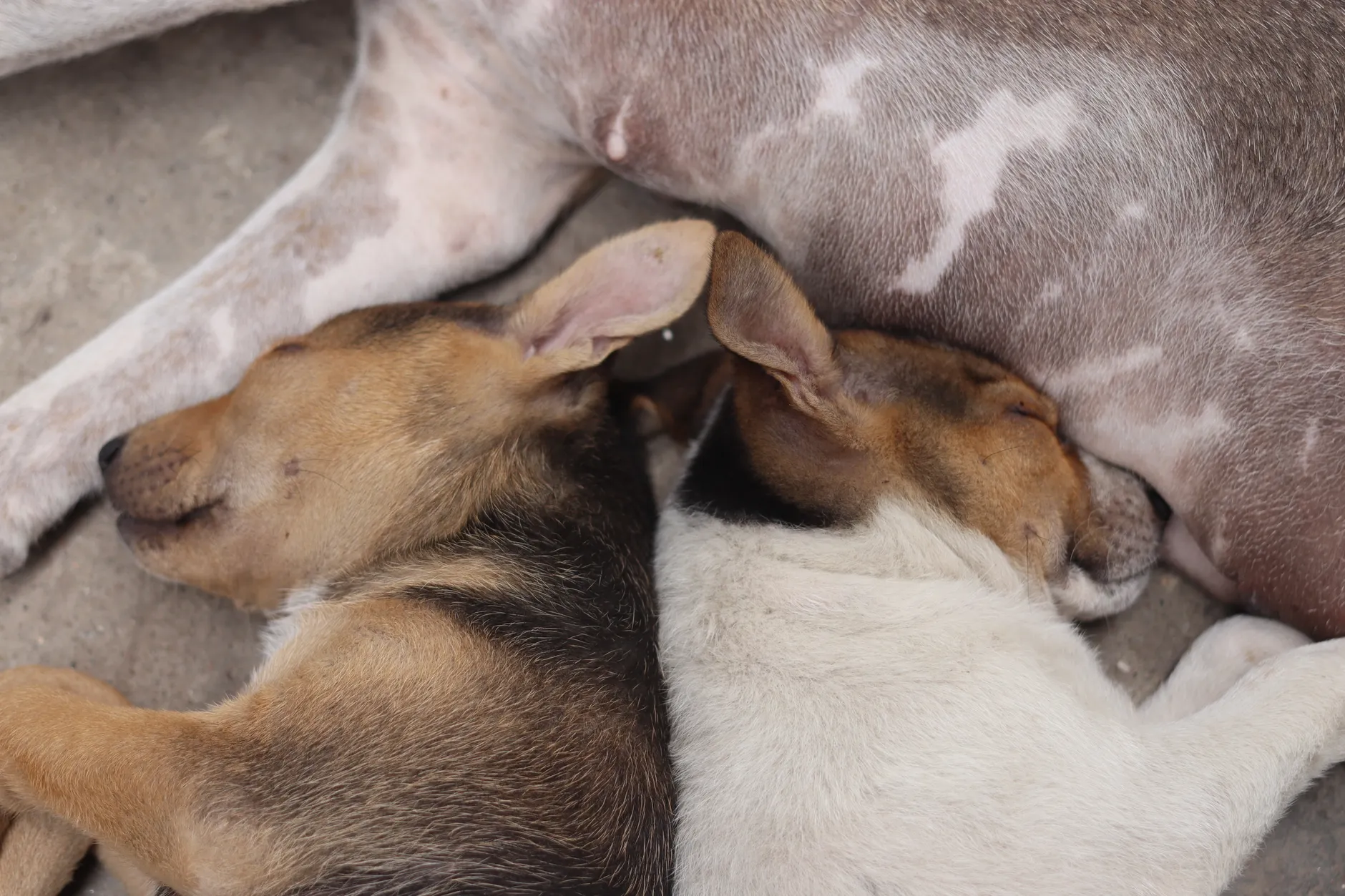 Two puppies cuddle closely while sleeping, showcasing a tender and peaceful moment.