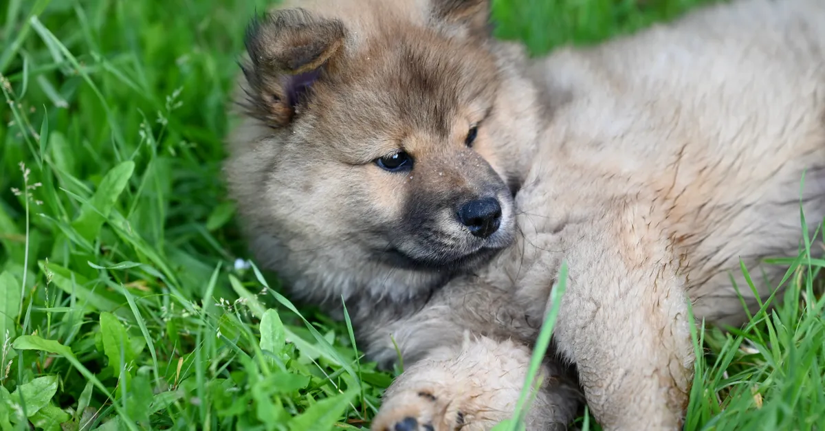 Adorable fluffy puppy lounging on green grass in a serene outdoor setting.