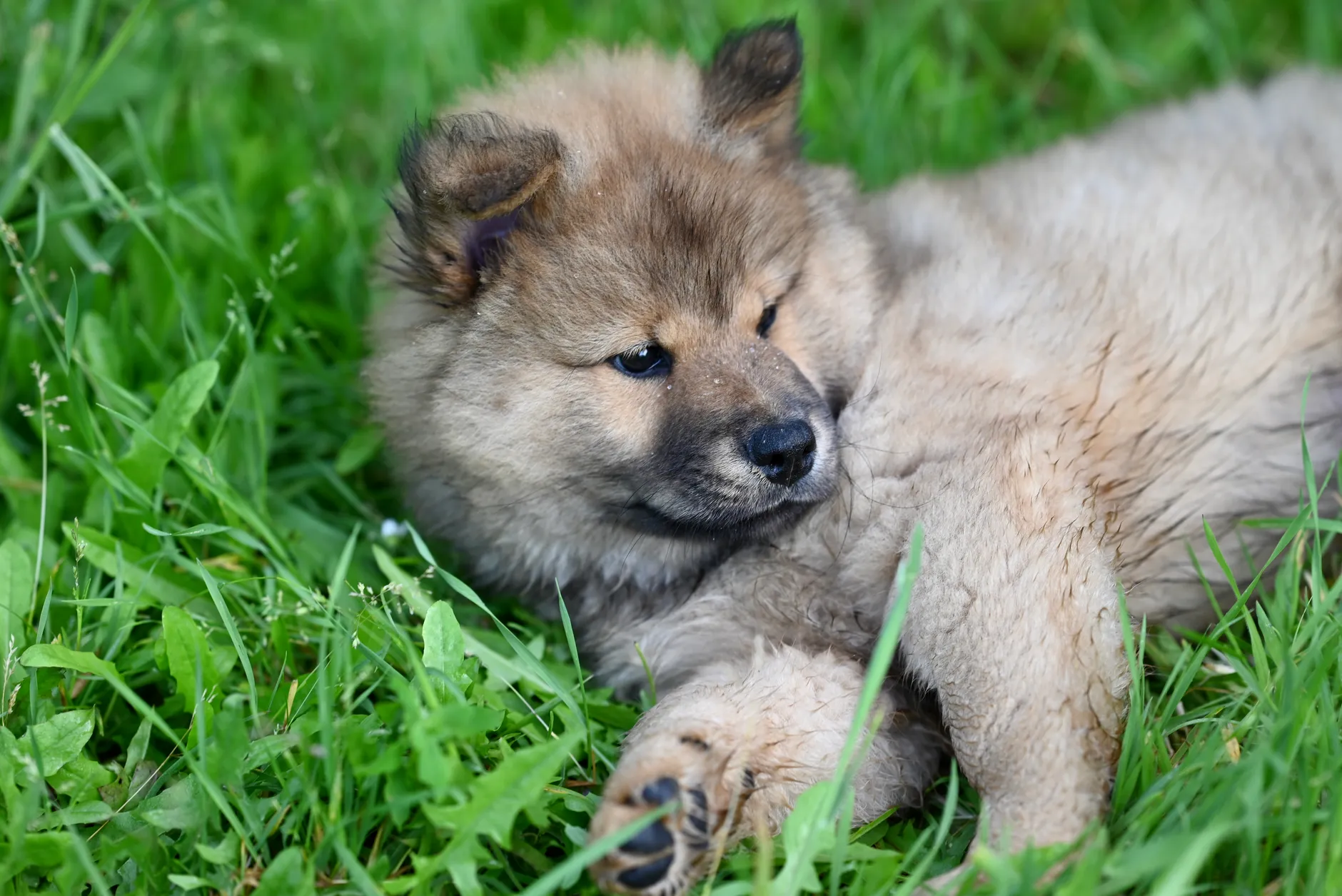 Adorable fluffy puppy lounging on green grass in a serene outdoor setting.