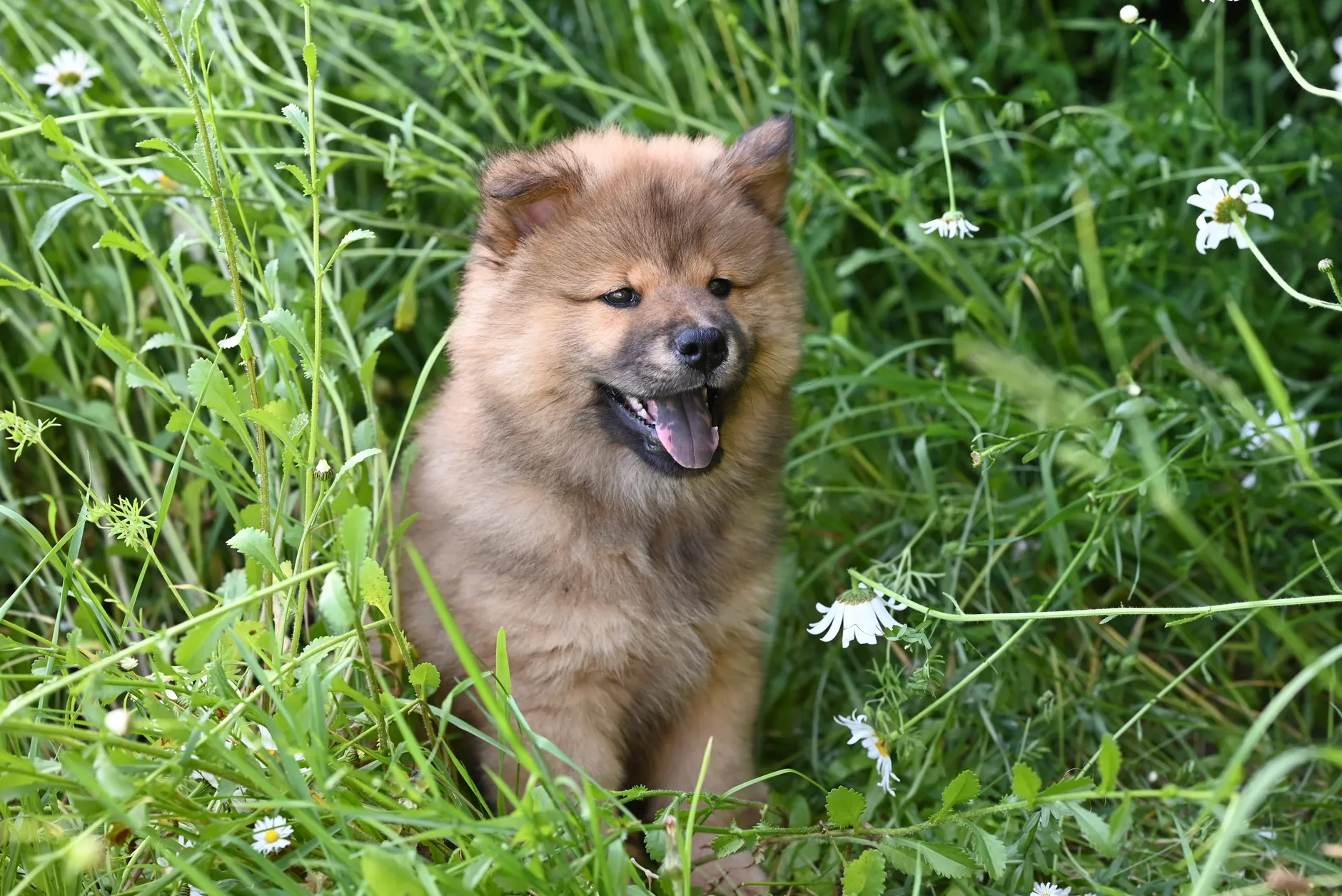 Charming Chow Chow puppy surrounded by vibrant greenery and wildflowers outdoors.
