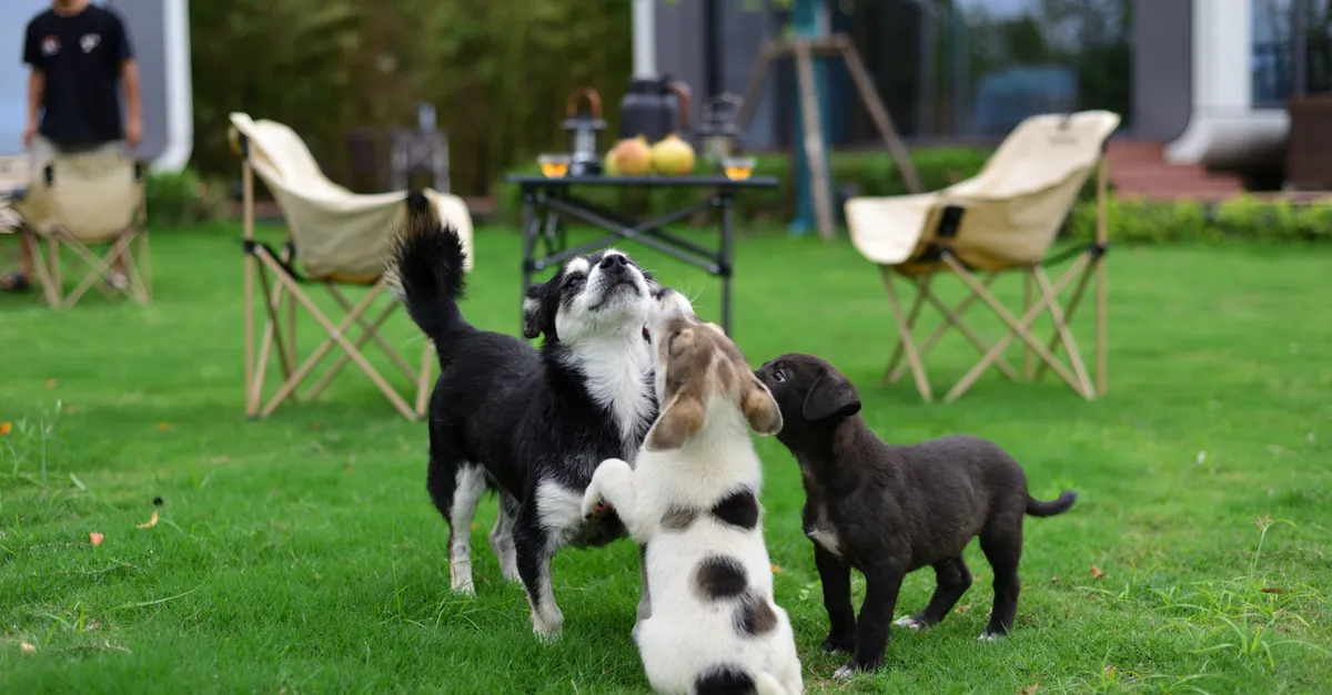 Three playful puppies frolicking in a lush green garden, creating a joyful scene of outdoor play.